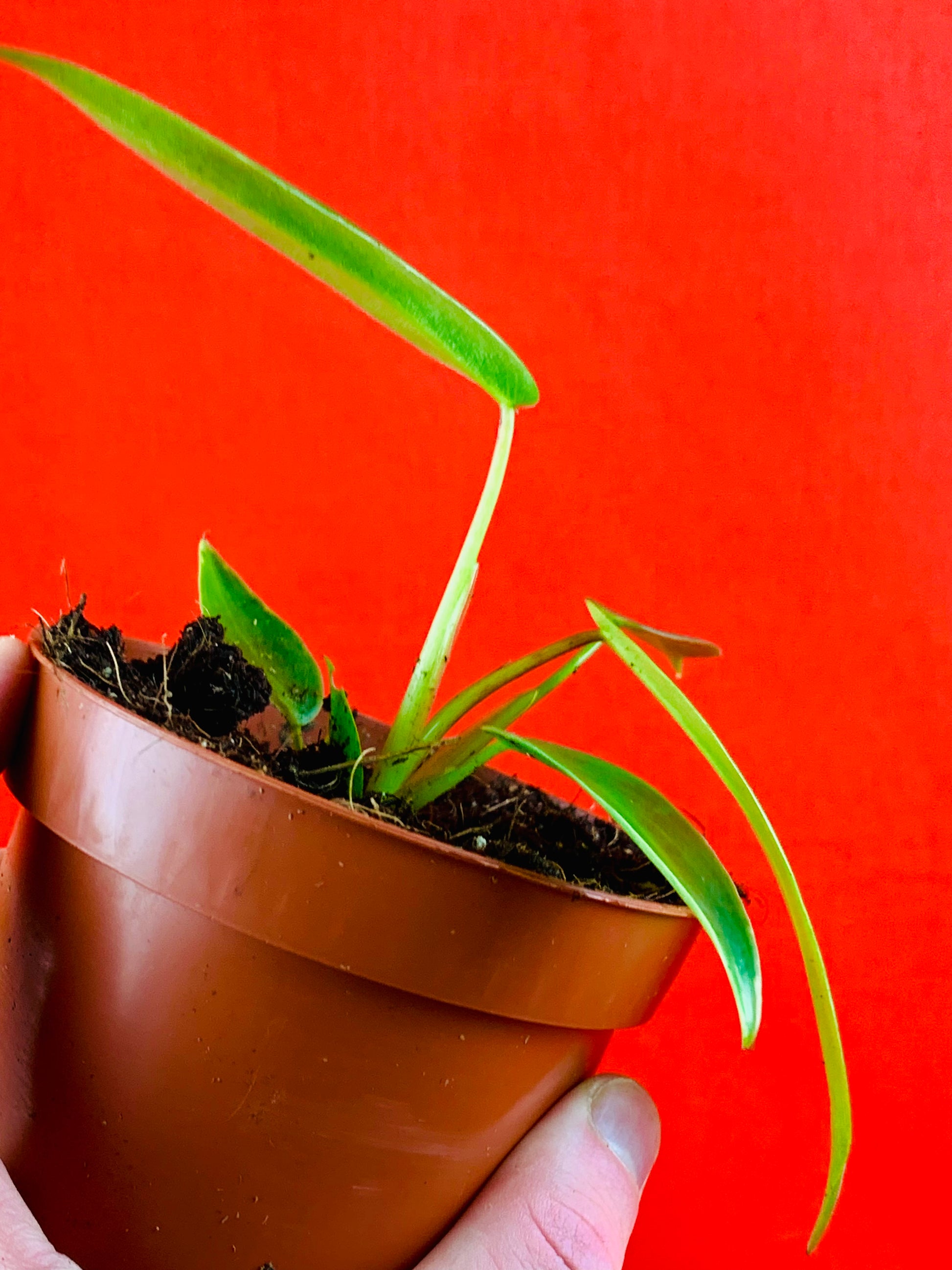 Philodendron spiritus sancti - LUplnts