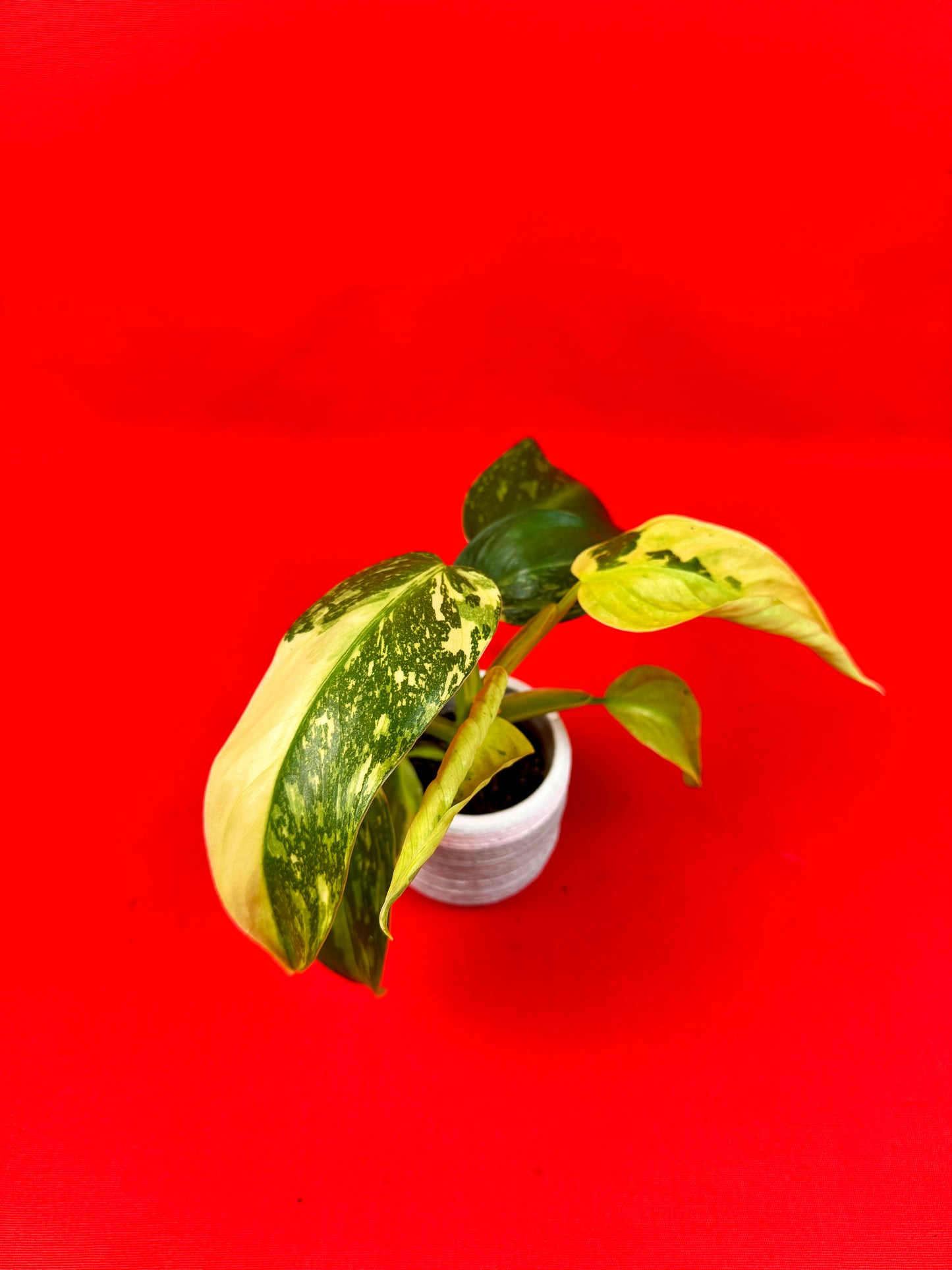 Philodendron 'Jose Buono' (s) - LUplnts