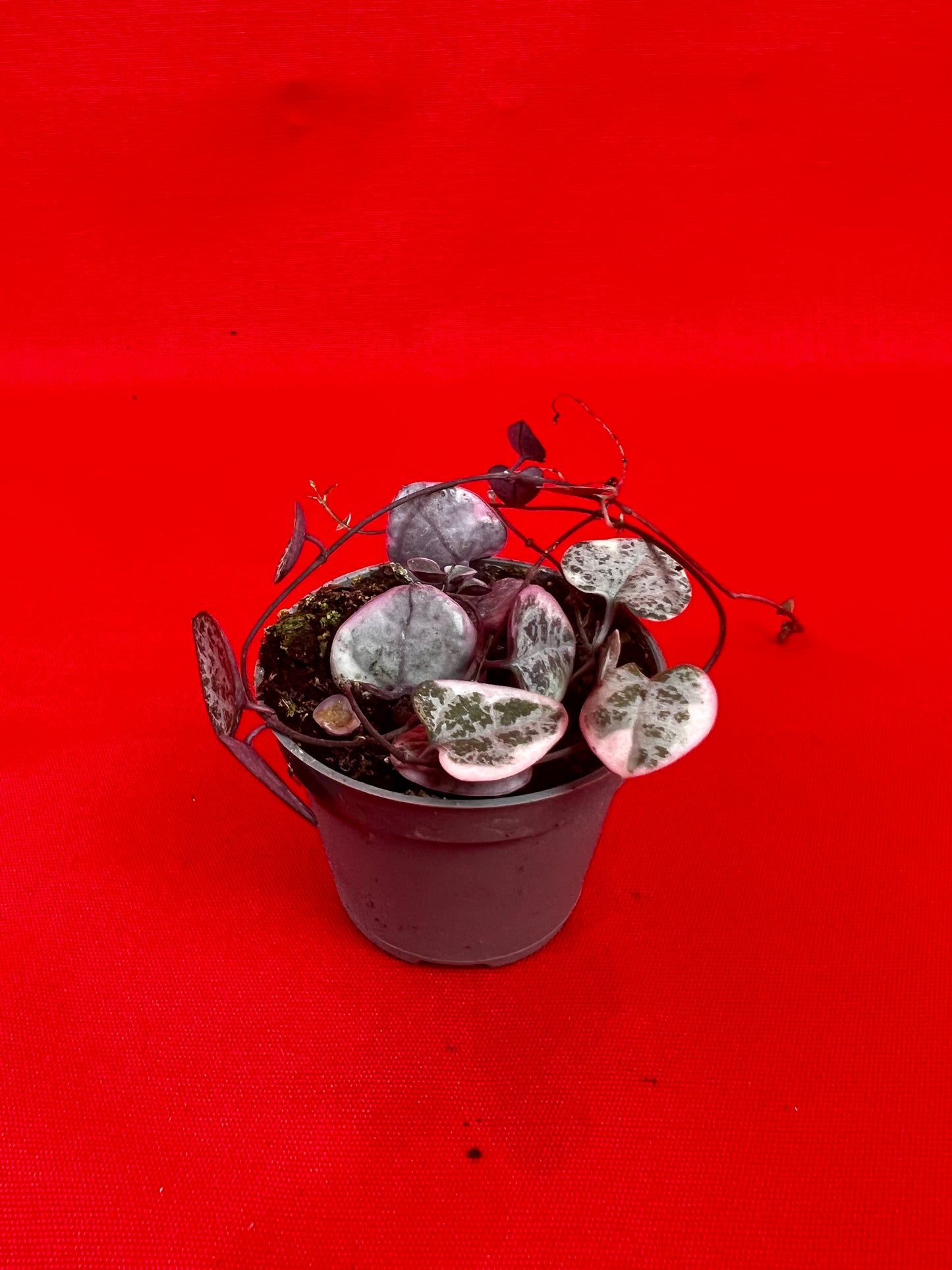 Ceropegia Woodii Variegata (s) - LUplnts