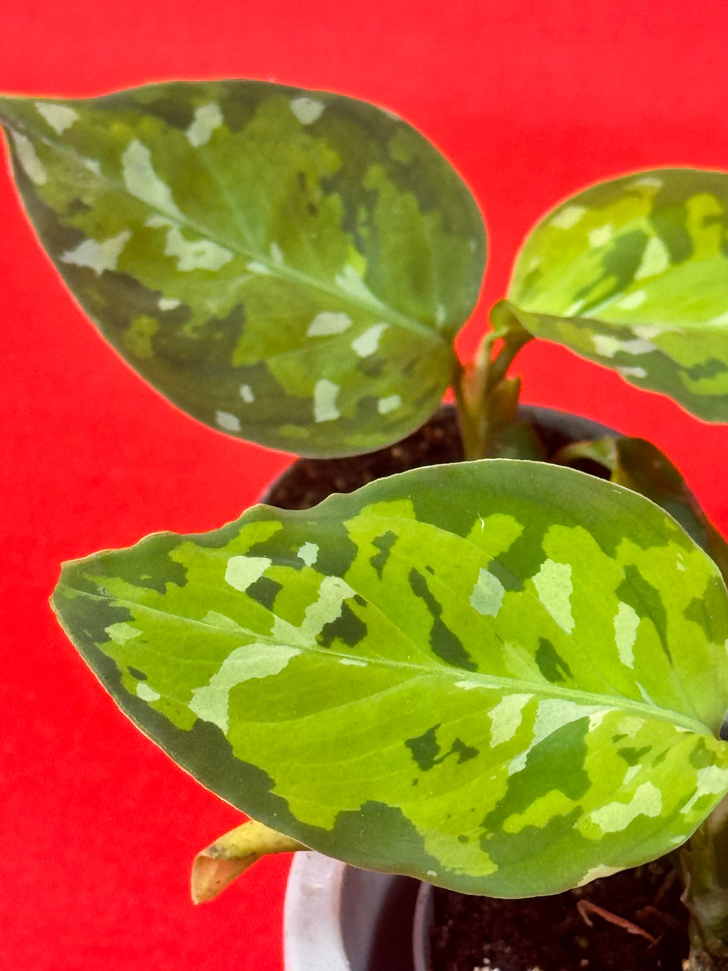 Aglaonema Pictum Tricolor (s)