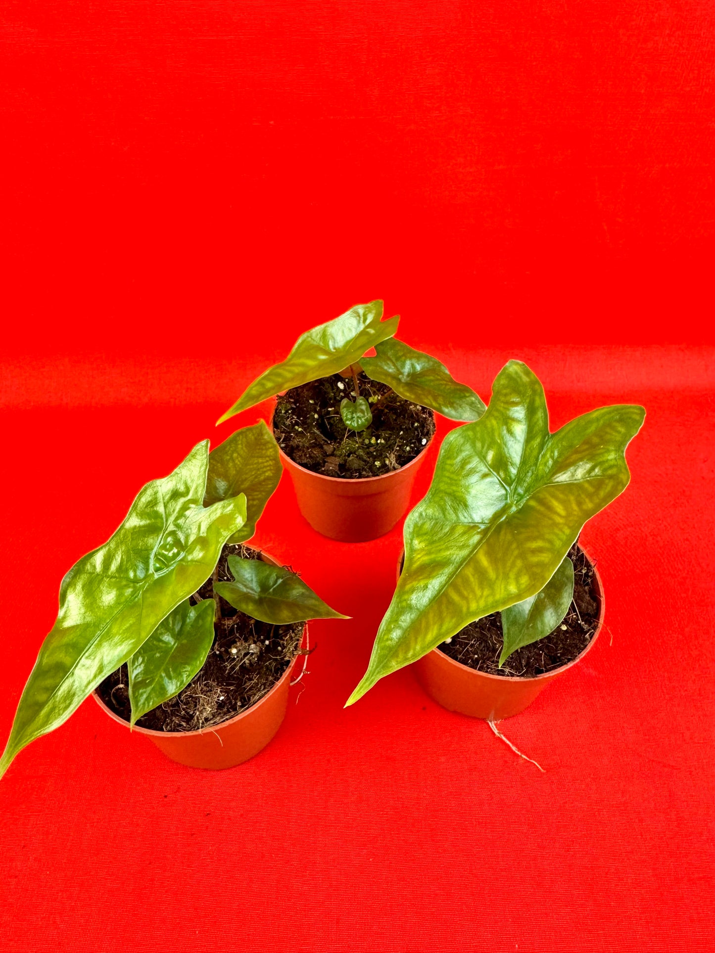 Alocasia nycteris 'Bat Wing' - LUplnts