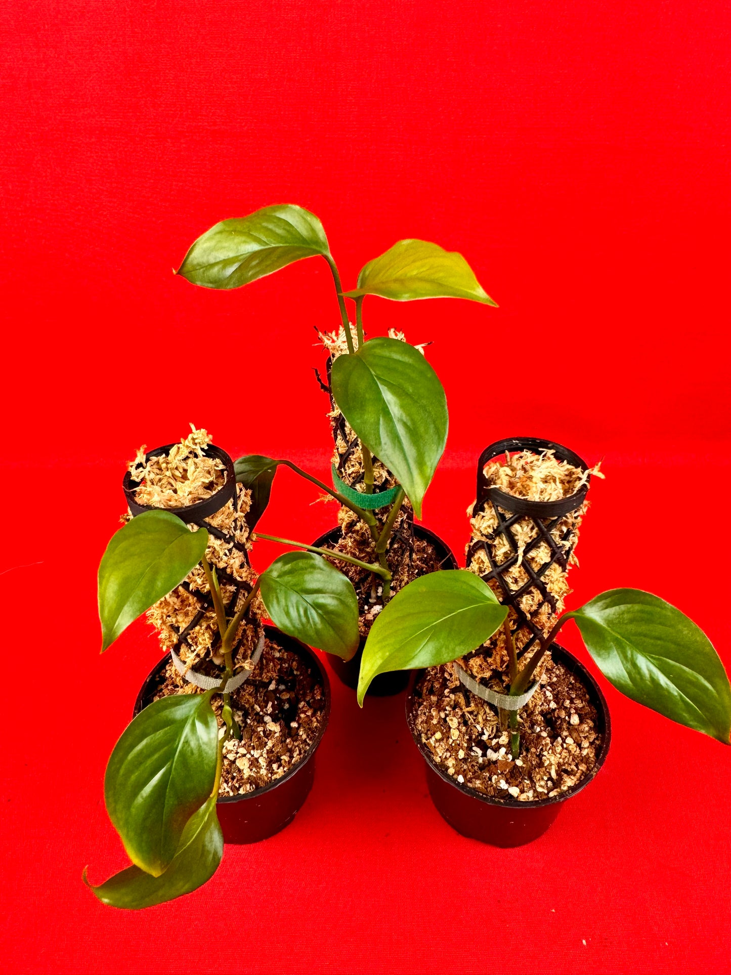 Monstera Acacoyaguensis - LUplnts