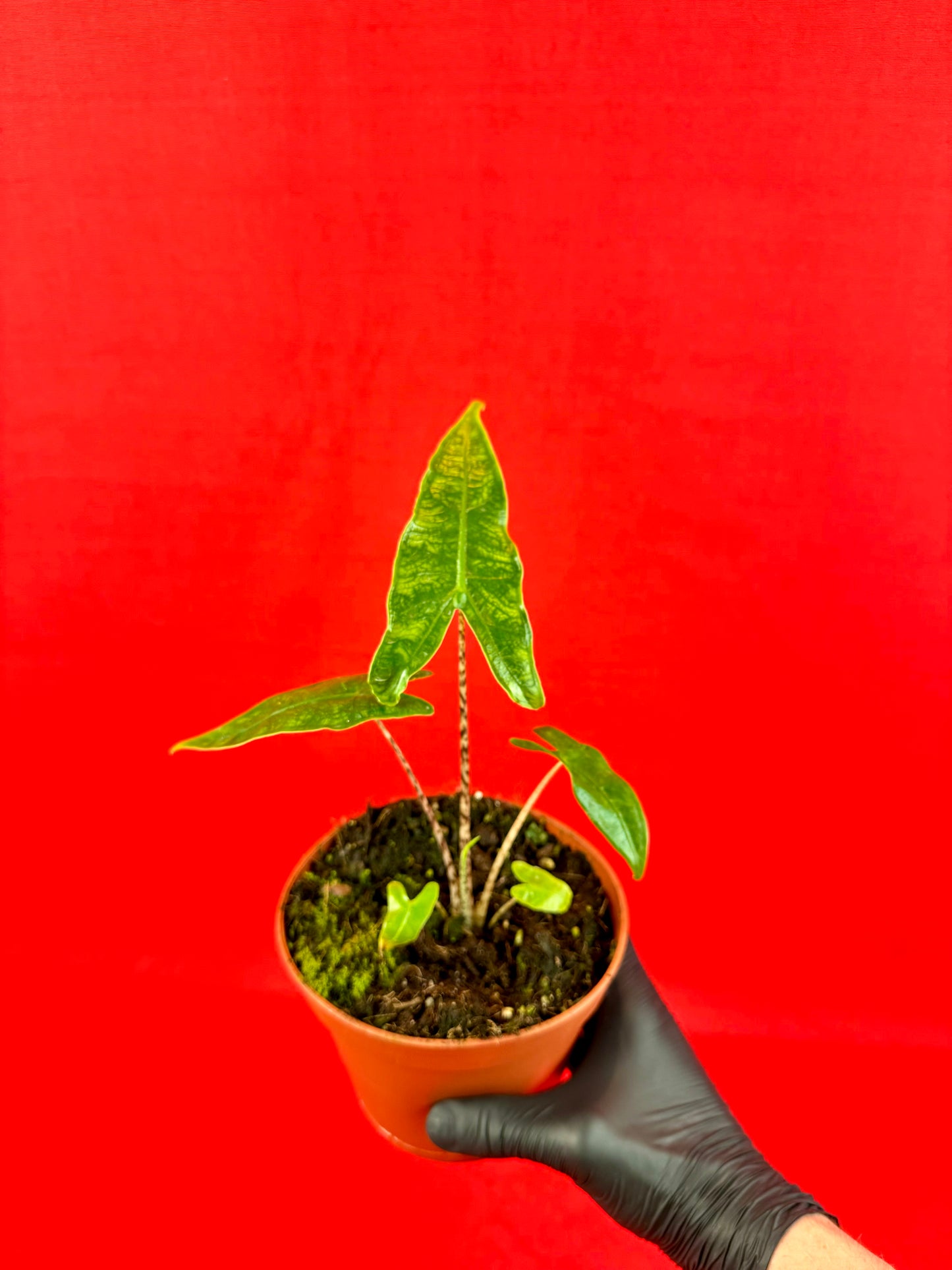 Alocasia Reticulata - LUplnts