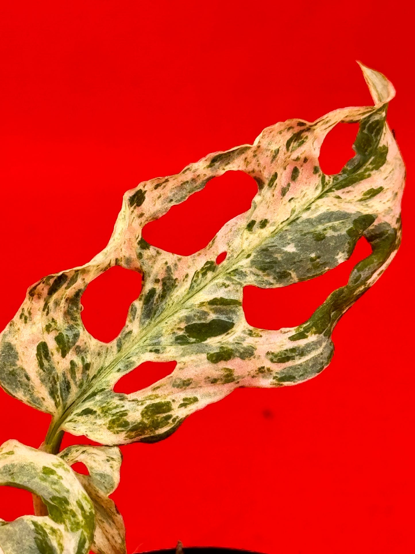 Monstera Frozen Freckless (s) - LUplnts