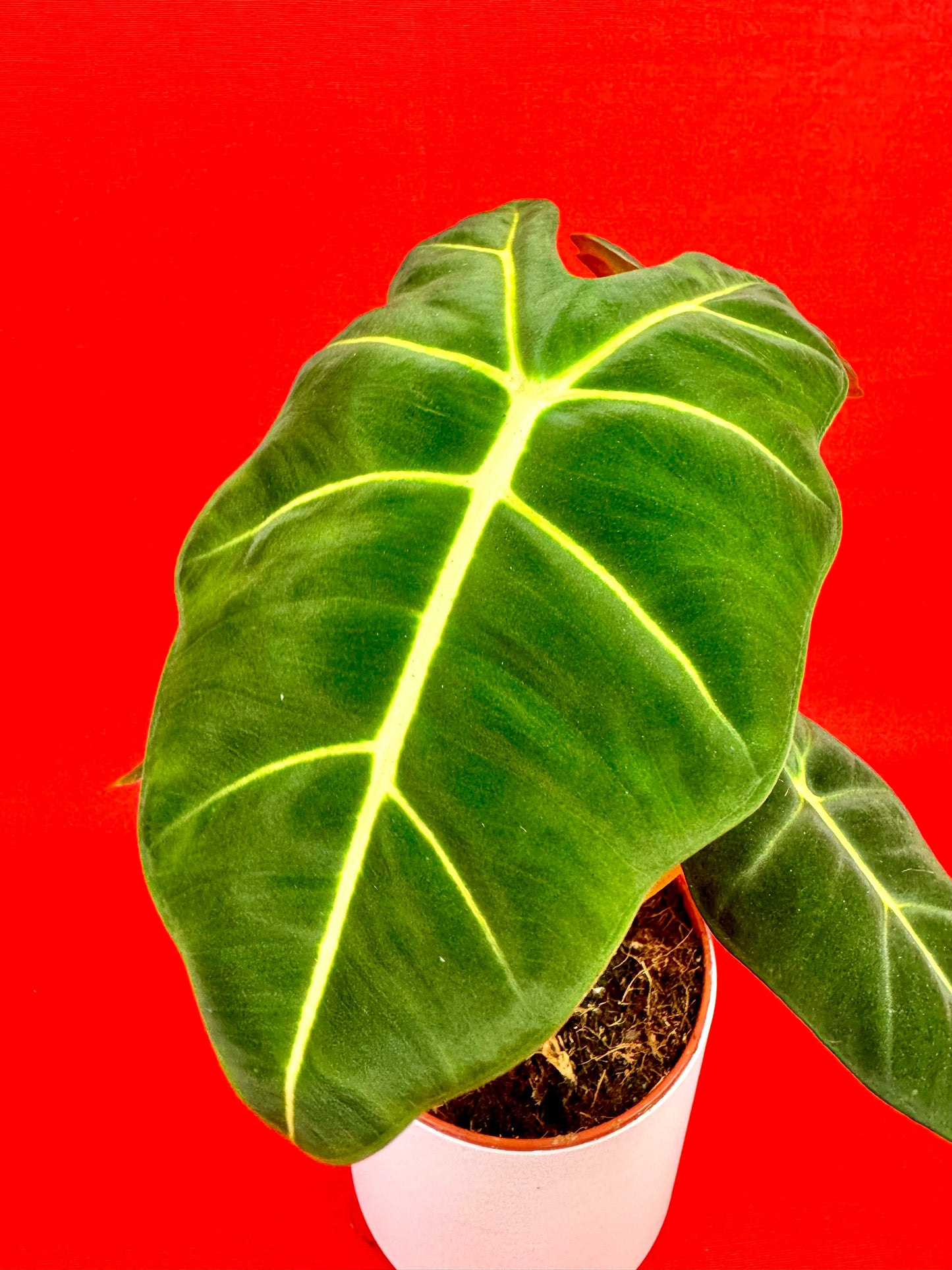 Alocasia micholitziana 'Frydek' - LUplnts