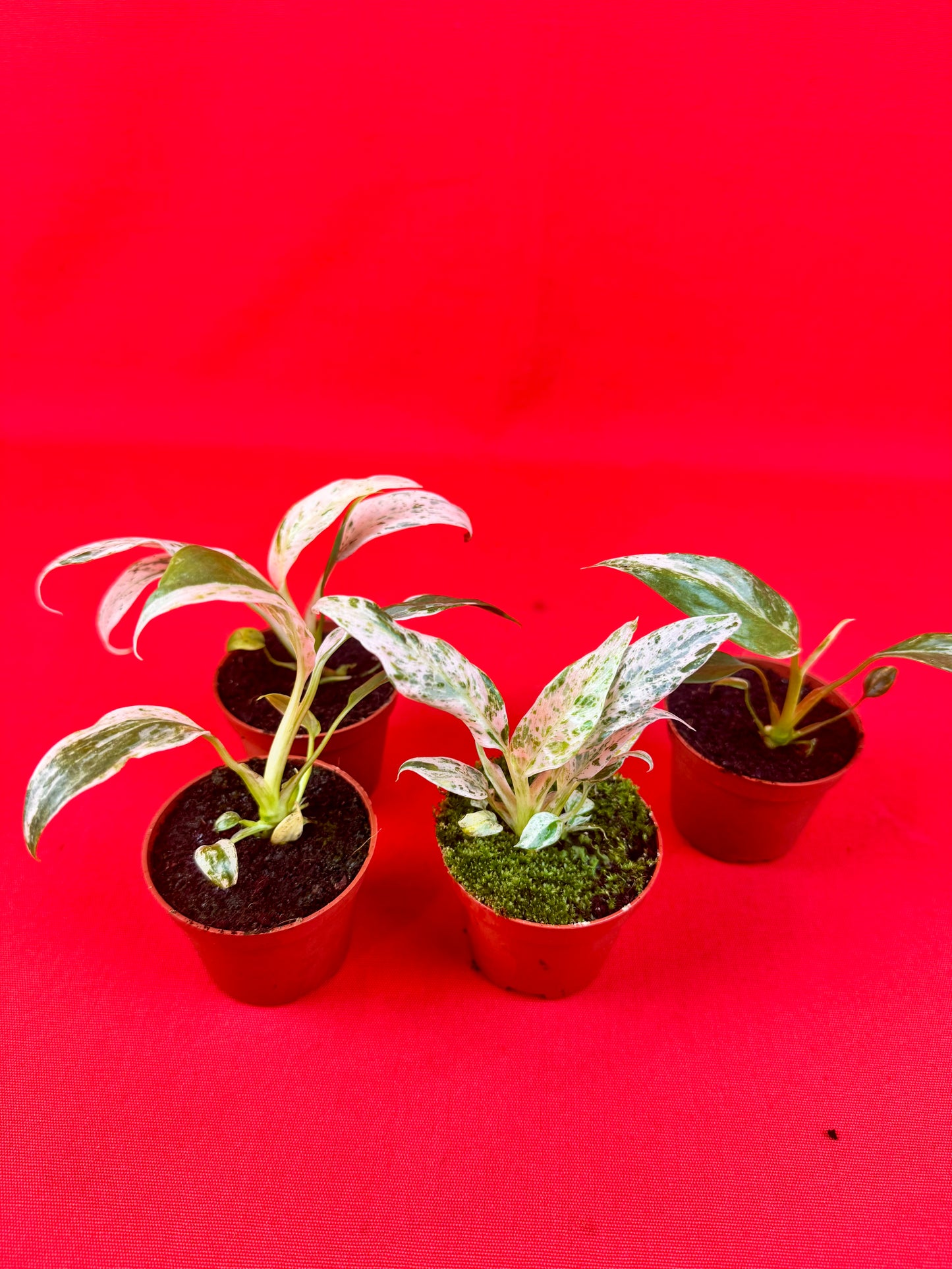 Raphidophora puberula ‘variegata’ (s) - LUplnts