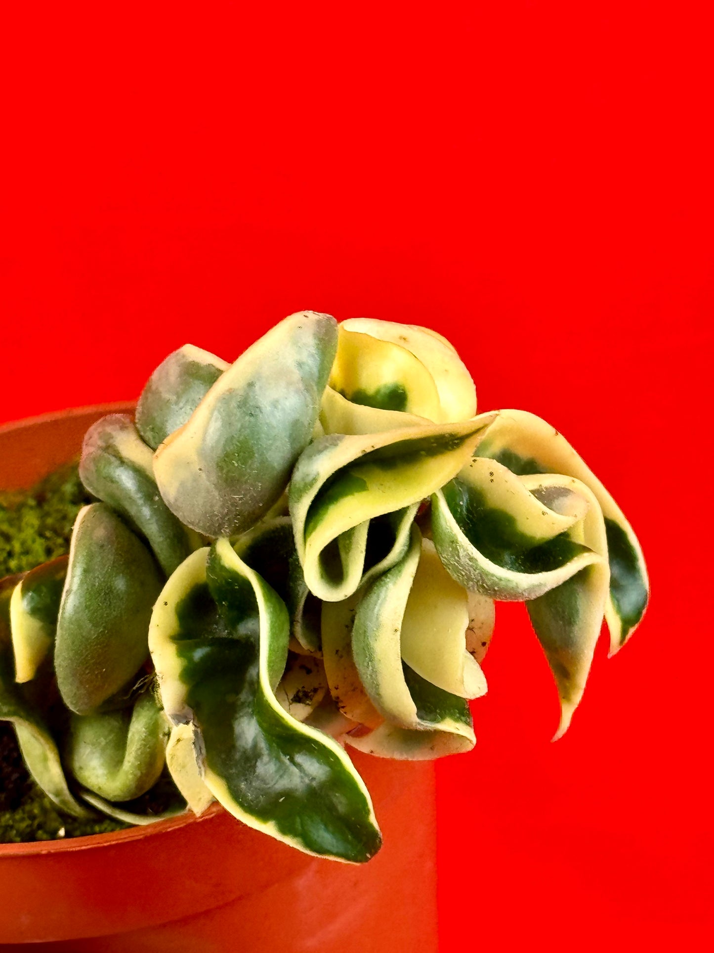 Hoya carnosa Compacta variegata