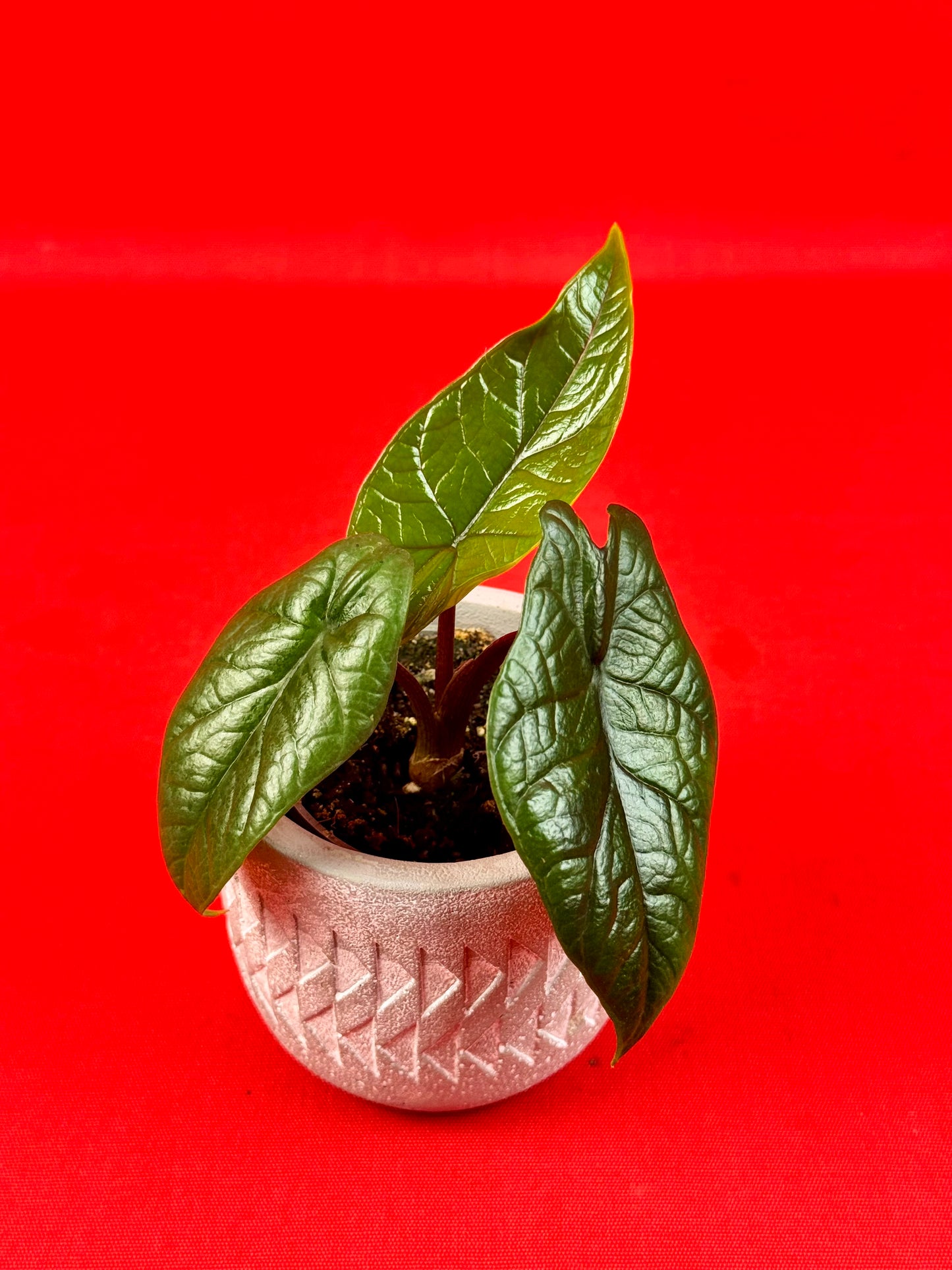 Alocasia Scalprum (s) - LUplnts