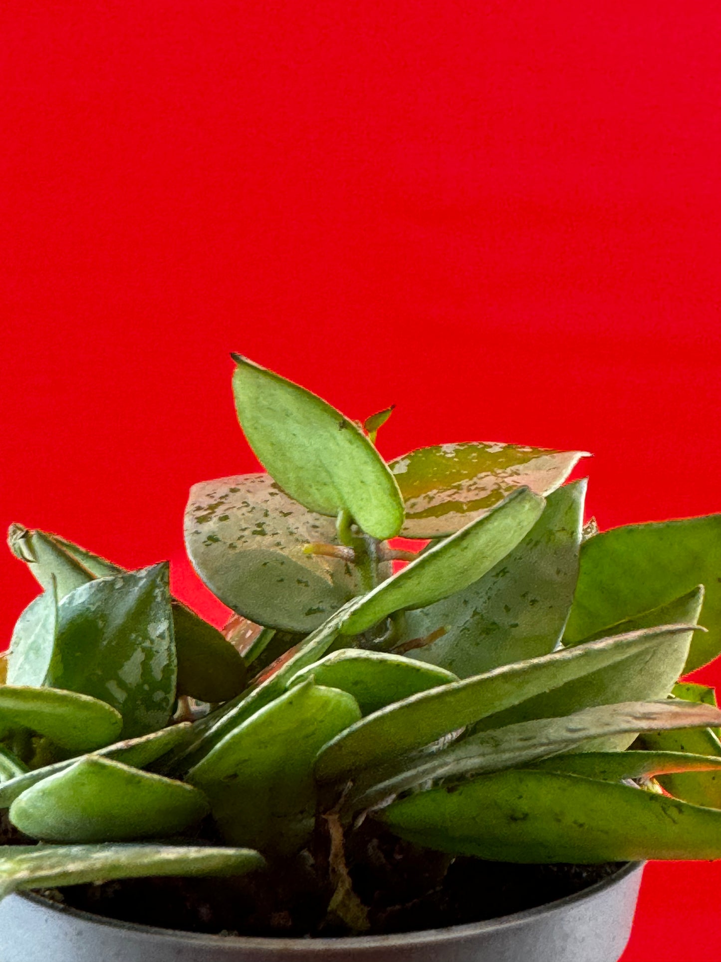 Hoya krohniana 'Eskimo' (s) - LUplnts