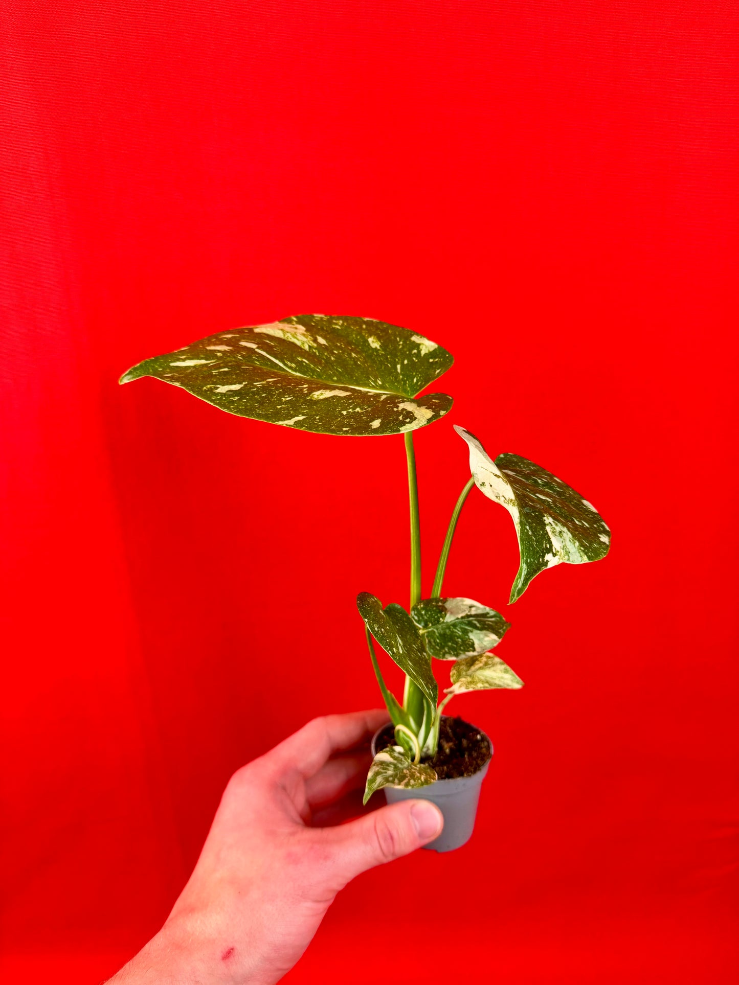 Monstera Thai Constellation (s) - LUplnts