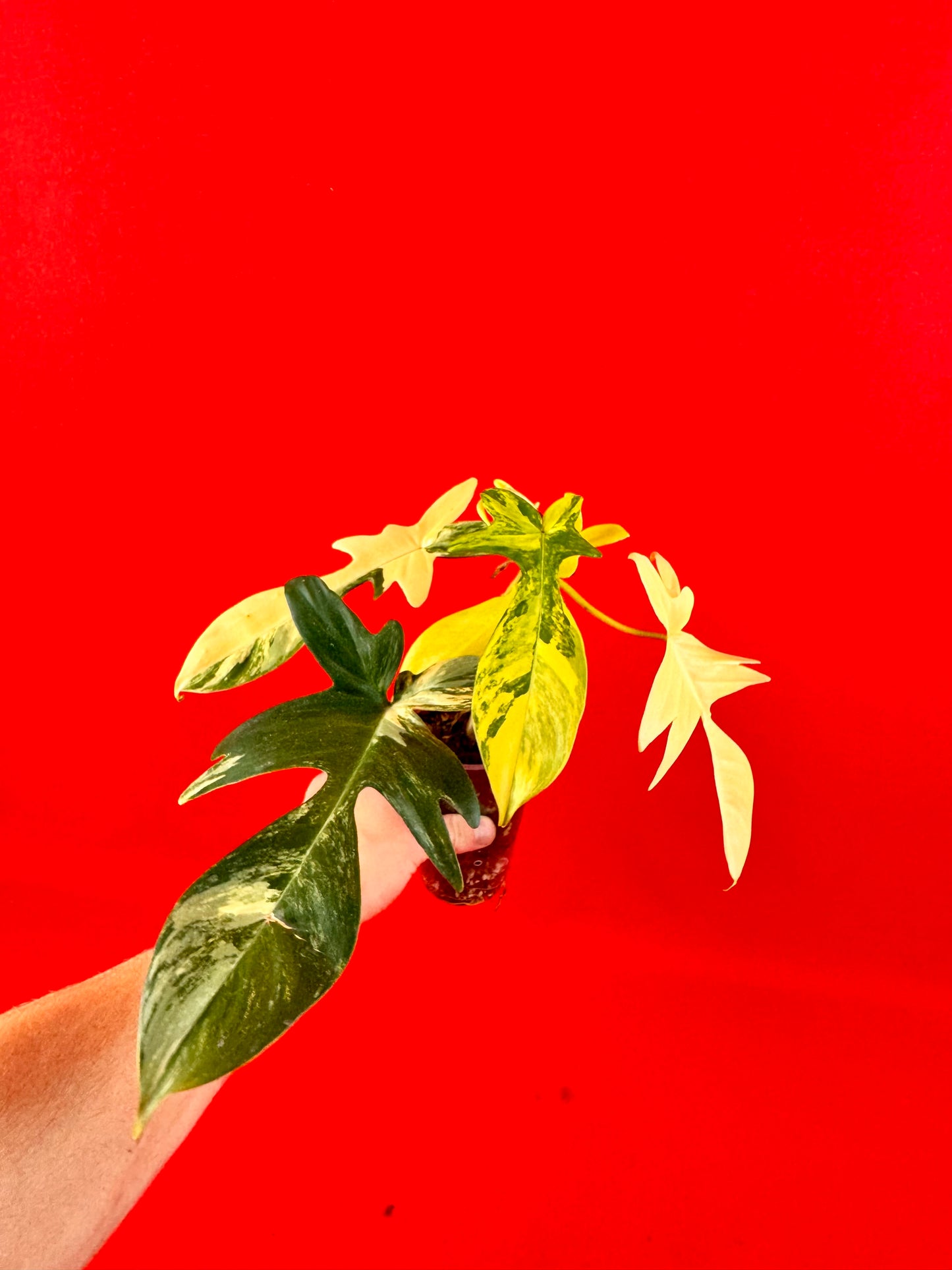 Philodendron Florida Beauty - LUplnts