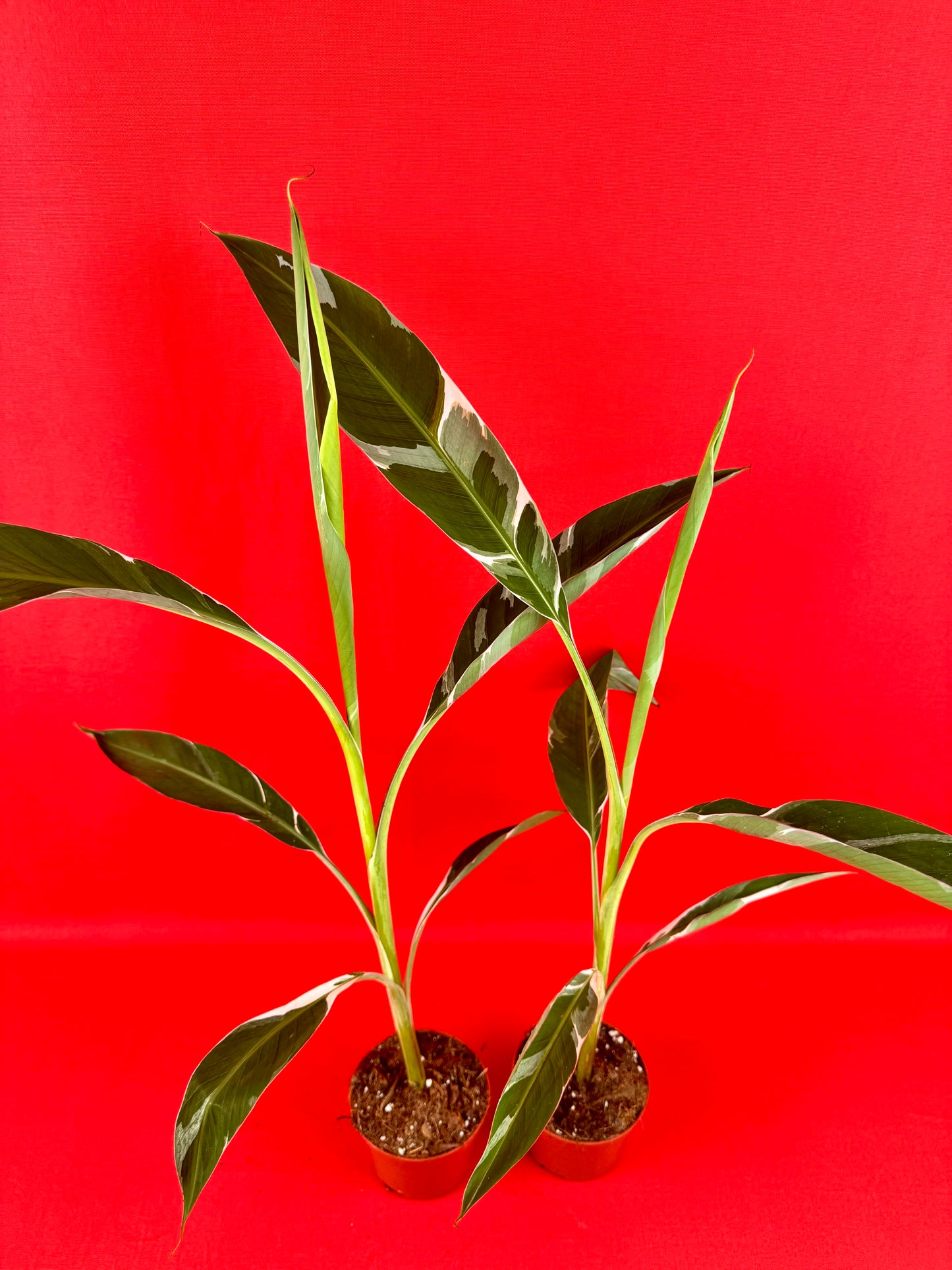Musa Florida Variegata - LUplnts