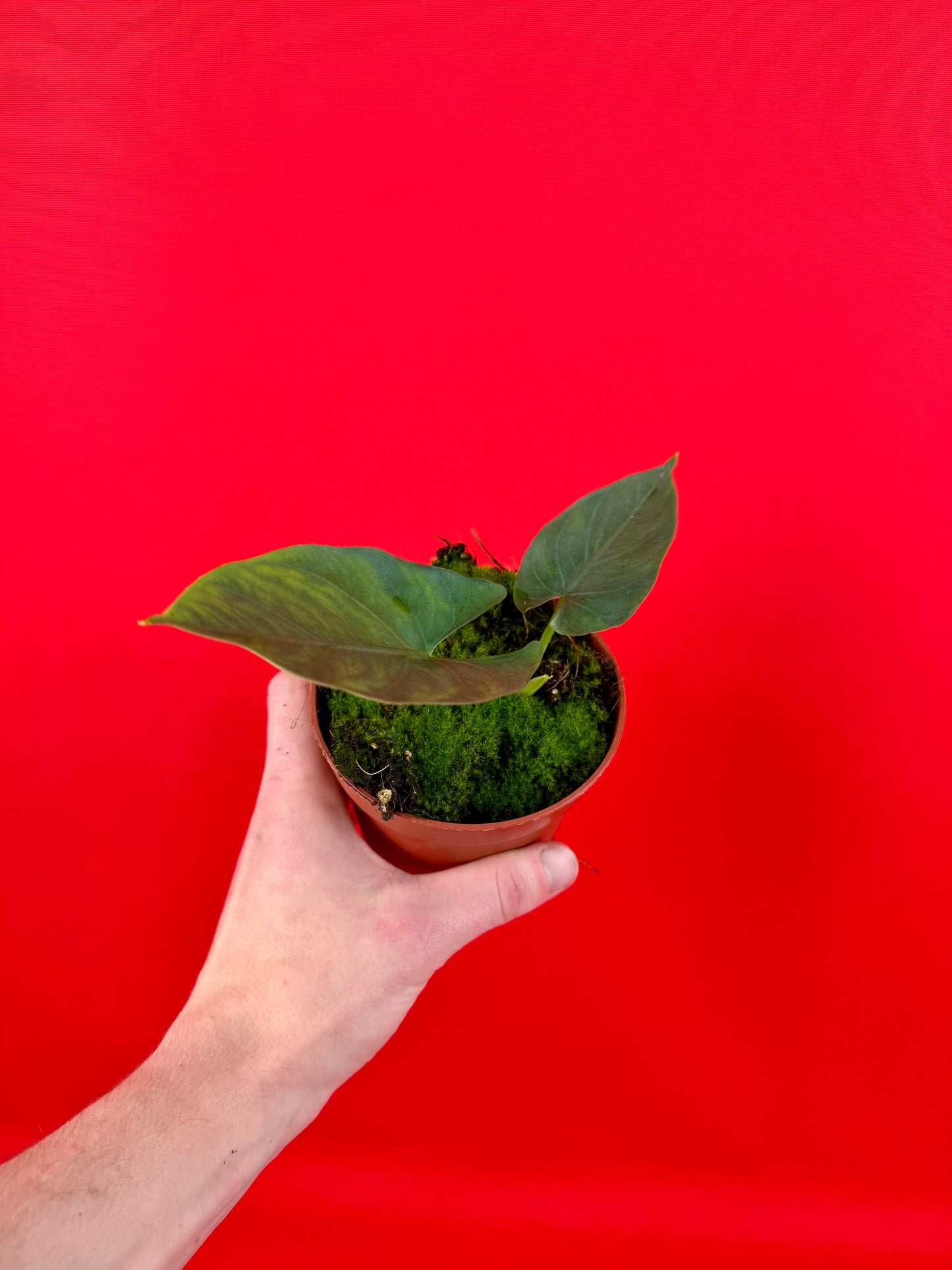 Alocasia scabriuscula - LUplnts