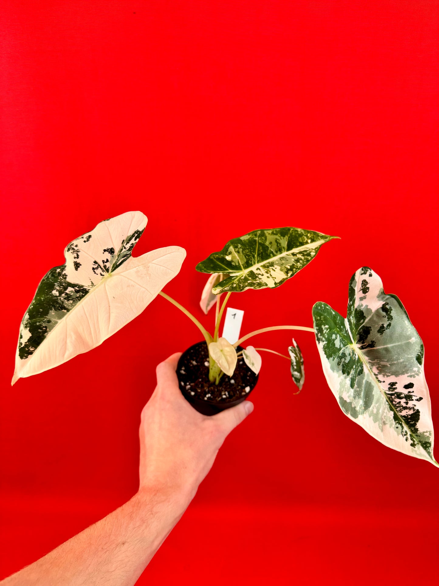 Alocasia micholitziana Frydek Variegata