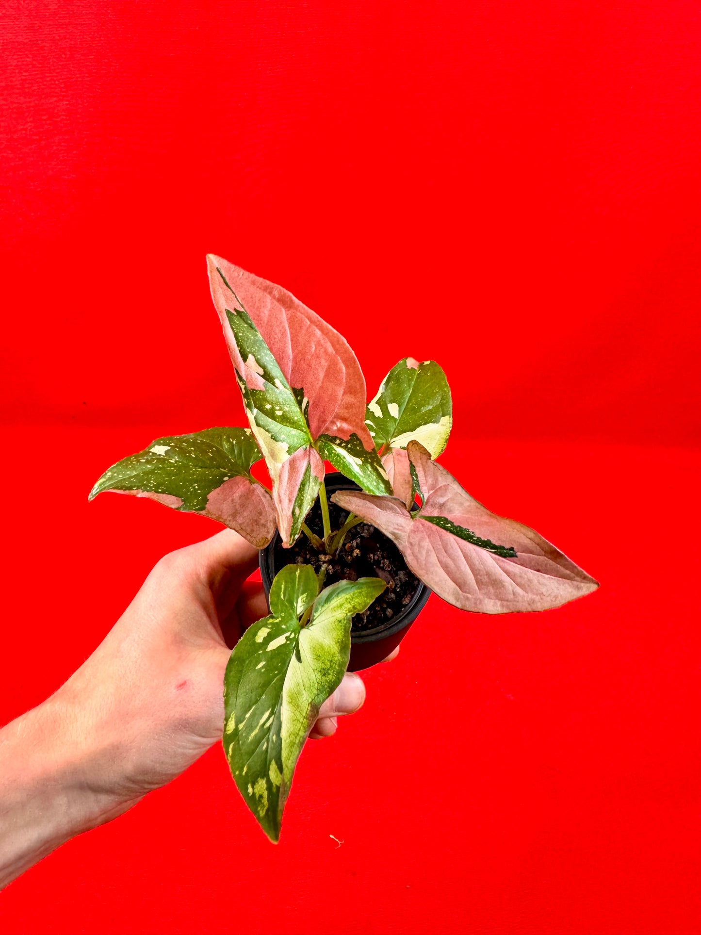 Syngonium Red Spot Tricolor (s) - LUplnts