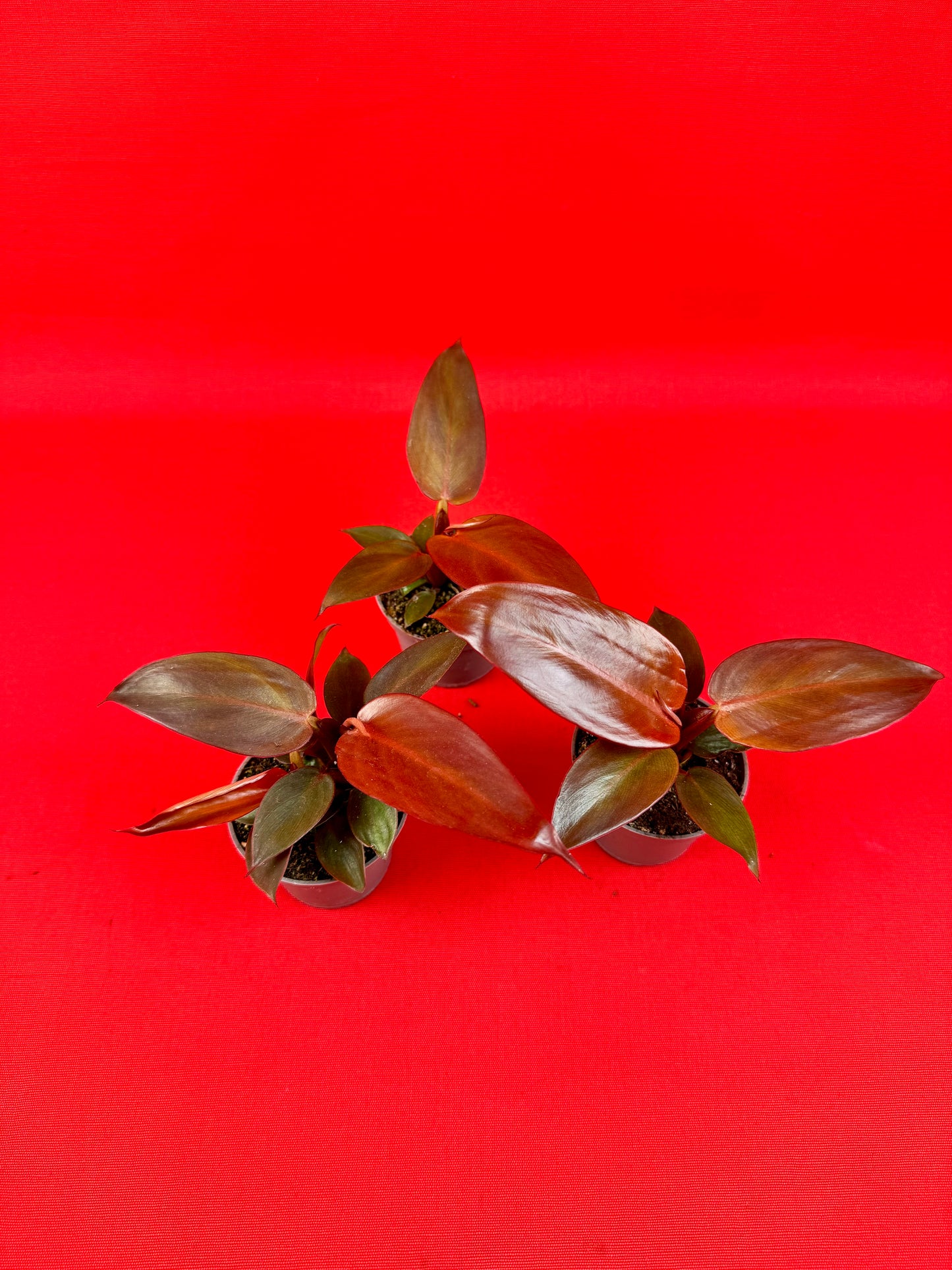Philodendron Red Sun - LUplnts