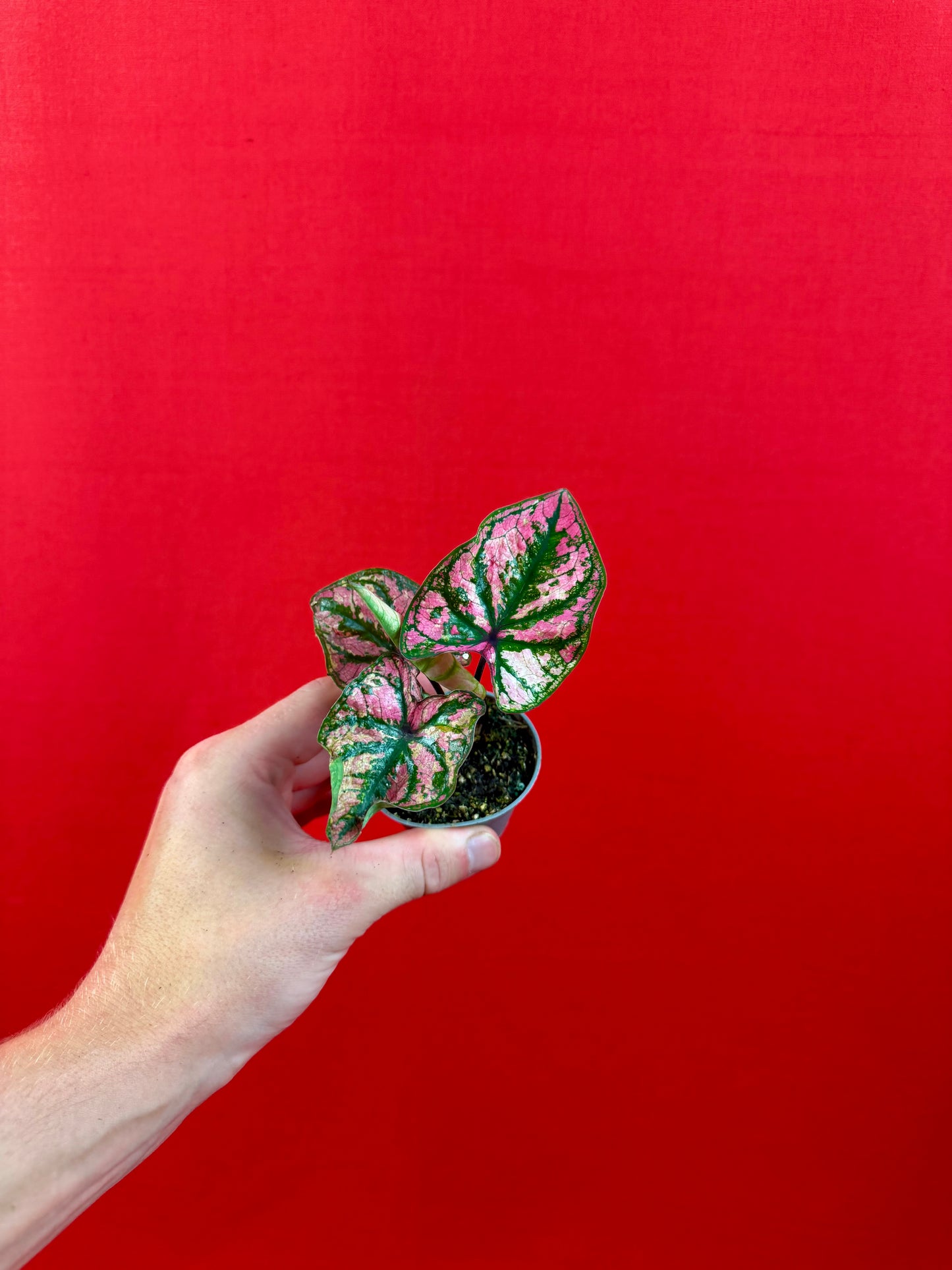 Caladium-Bündel (s)