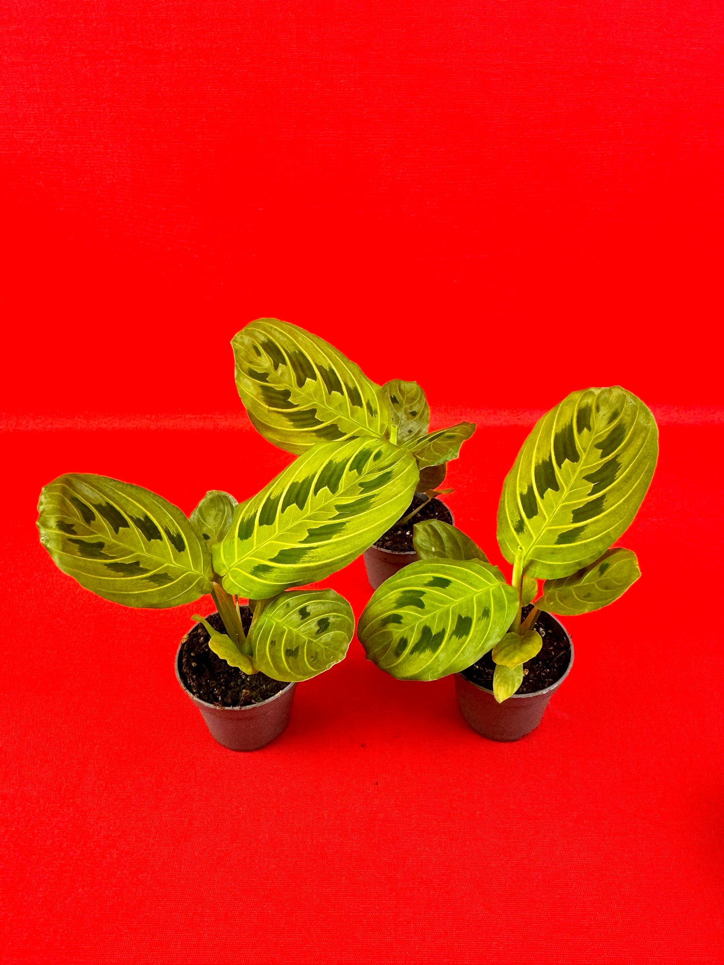 Maranta leuconeura Lemon Lime (s) - LUplnts