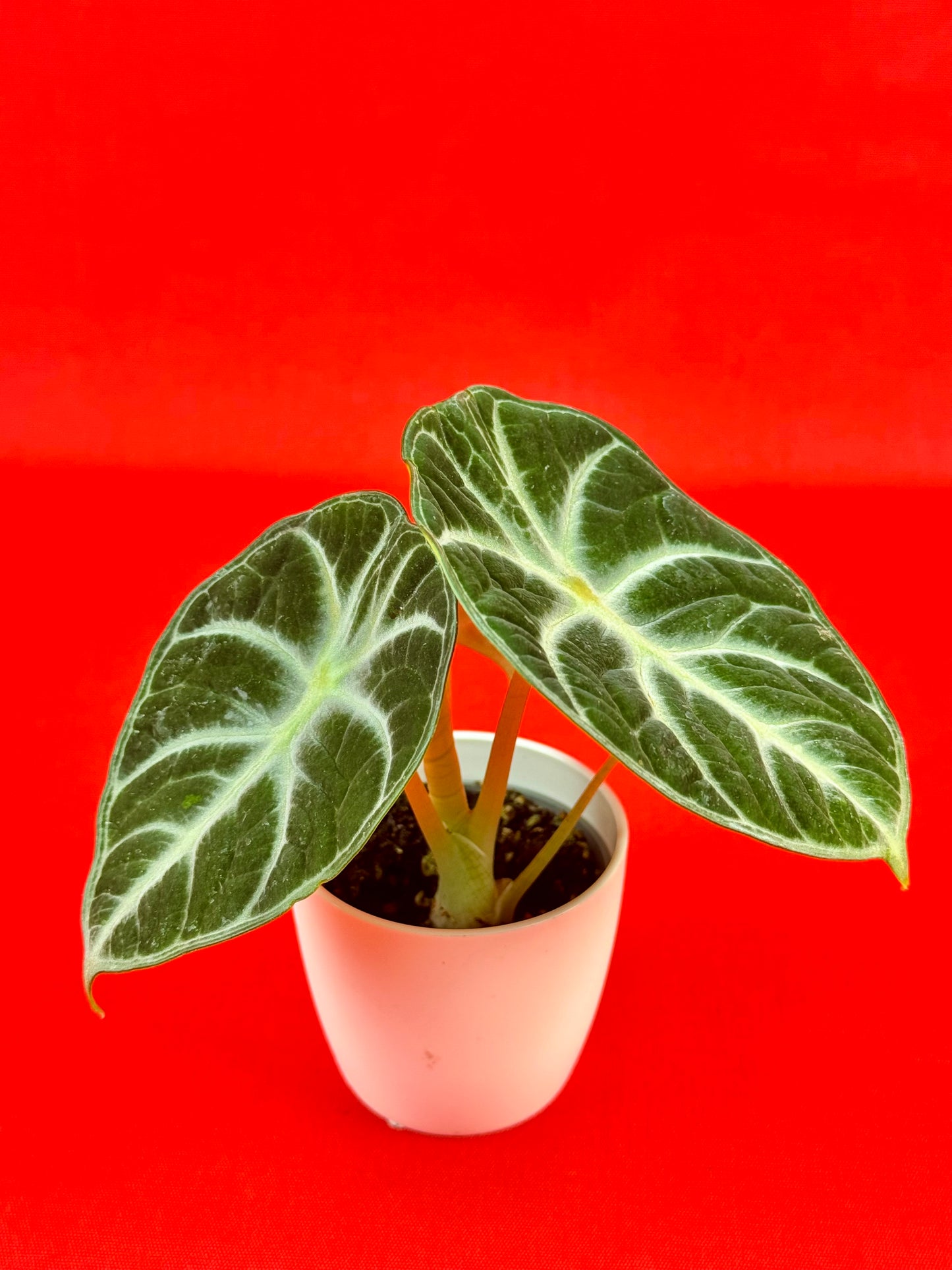 Alocasia reginula 'Ninja' (s) - LUplnts