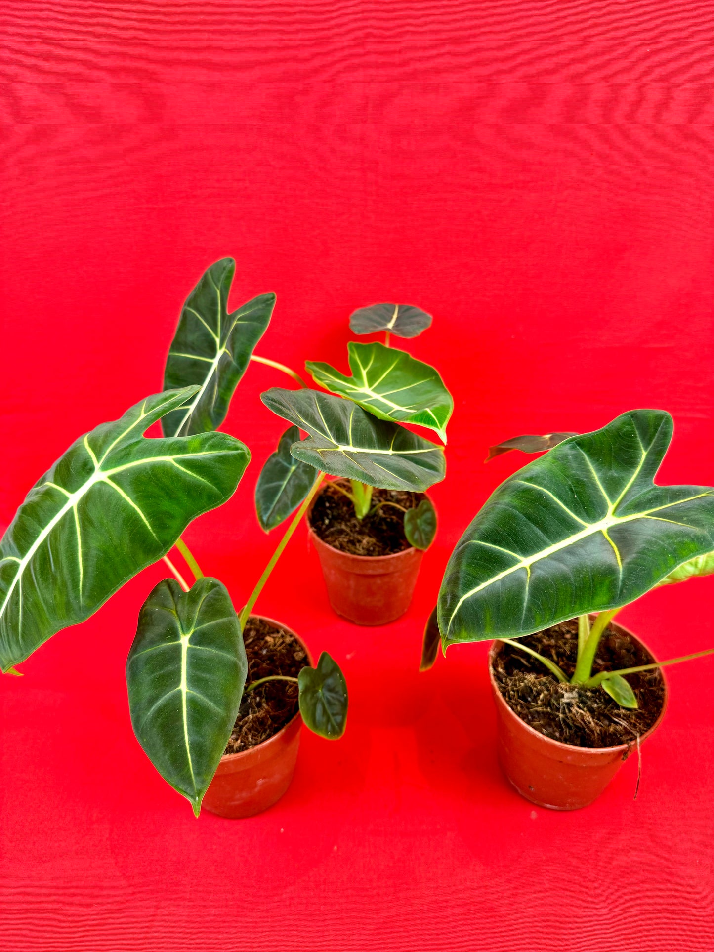 Alocasia micholitziana 'Frydek' - LUplnts