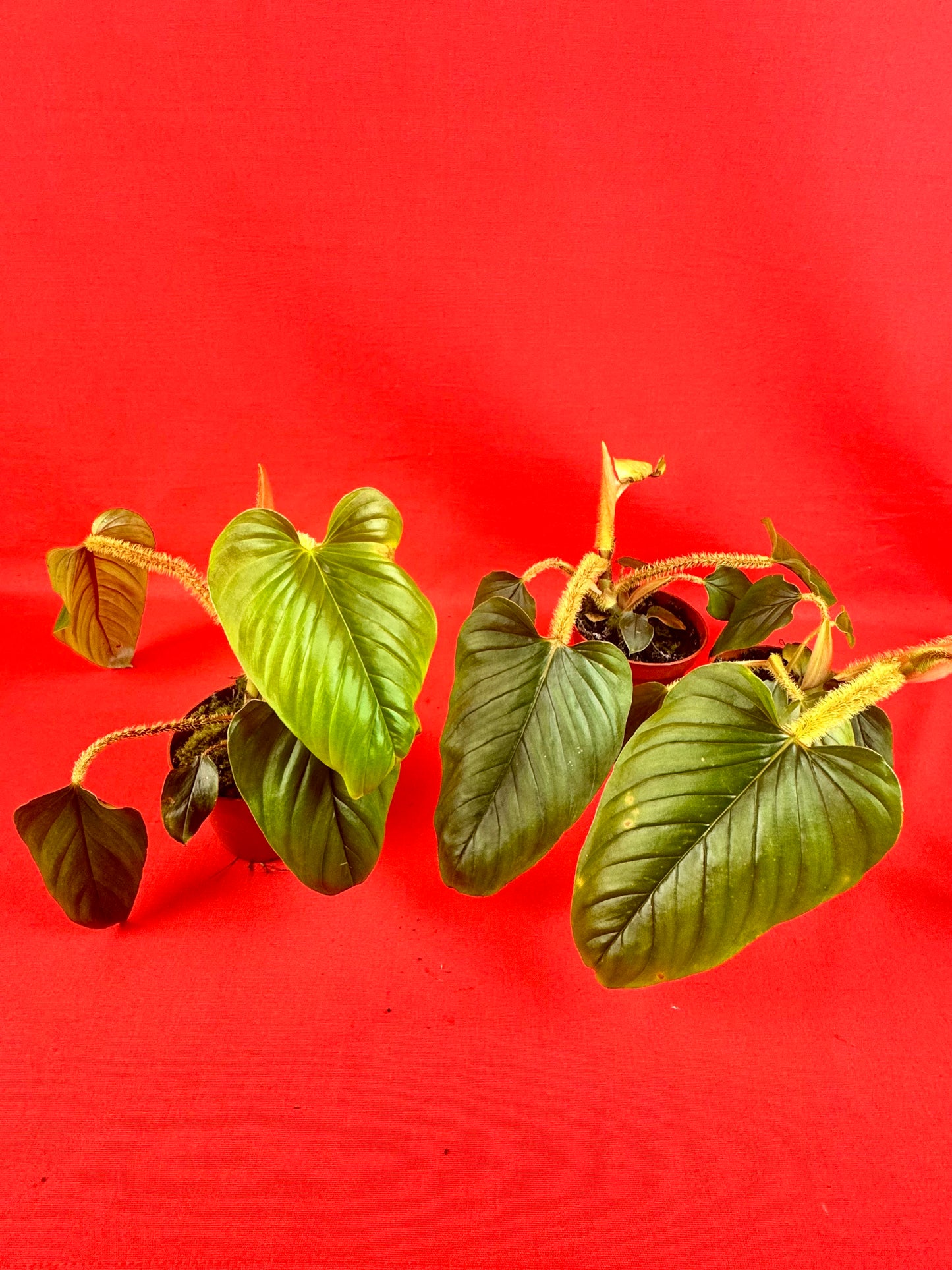Philodendron Serpens - LUplnts