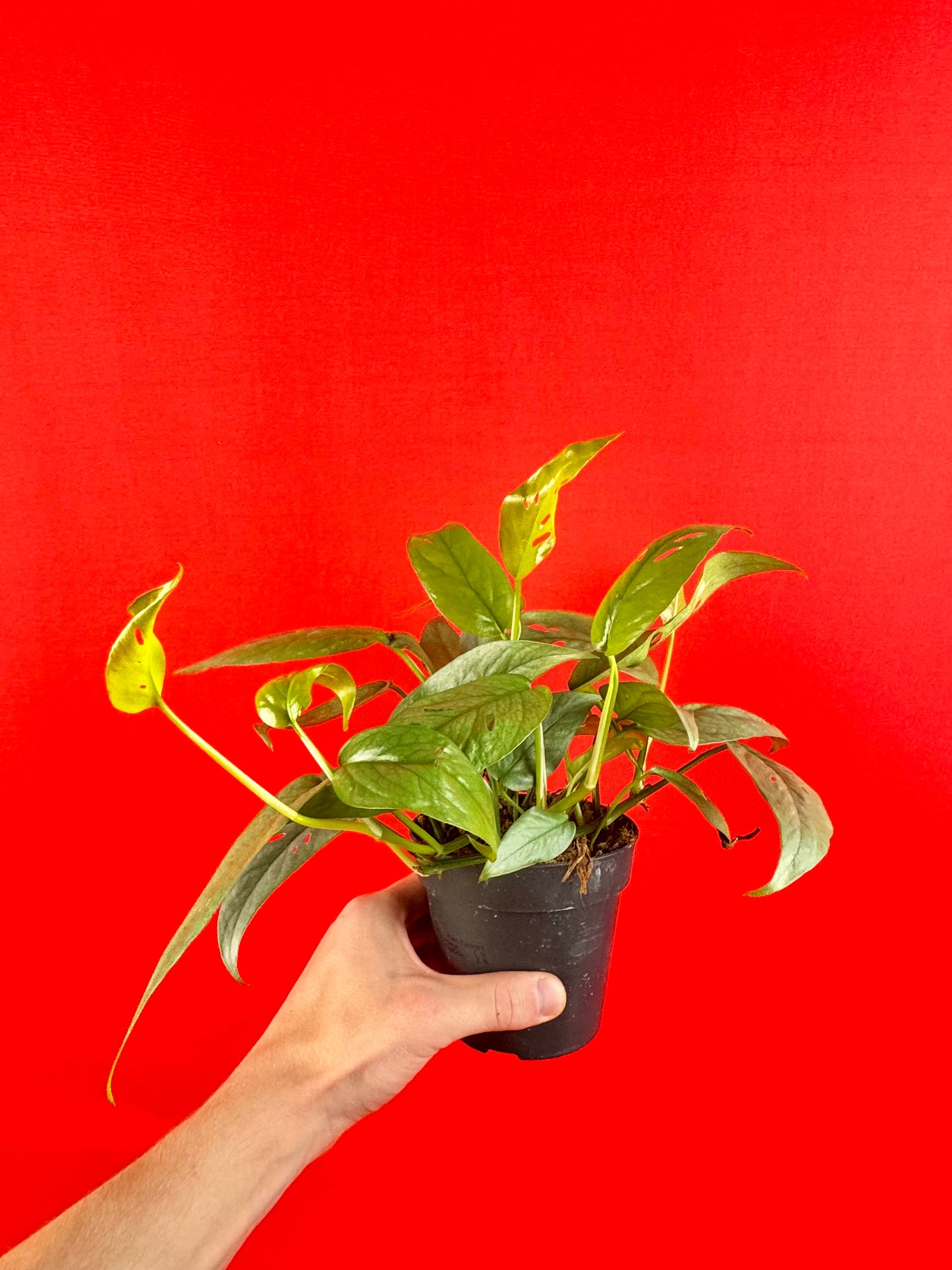 Epipremnum Pinnatum Cebu Blue - LUplnts