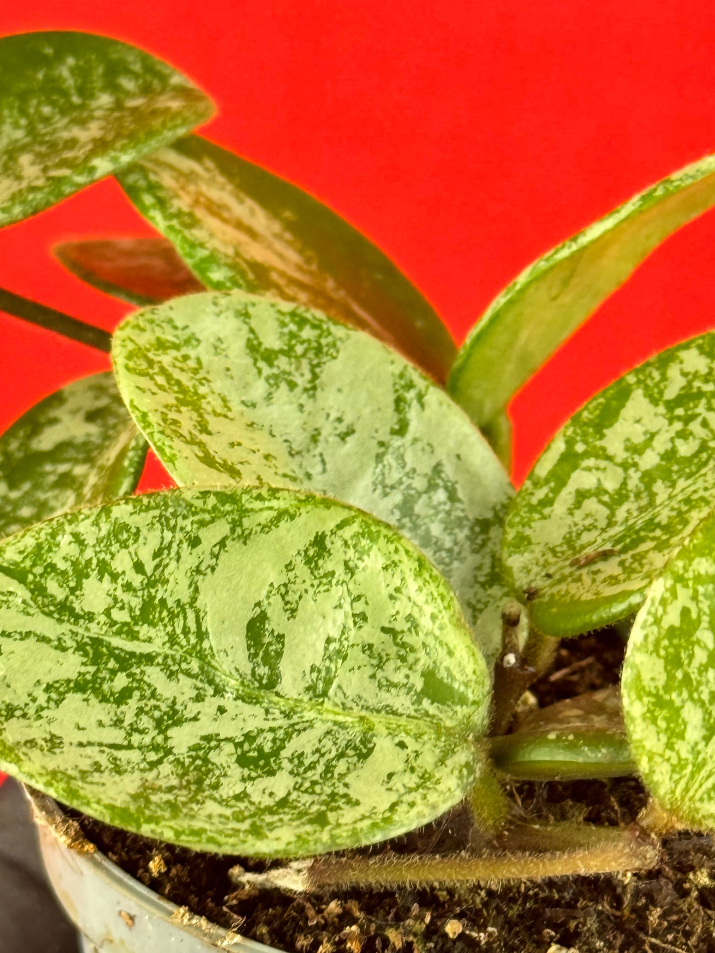 Hoya 'Mathilde Splash' (s) - LUplnts