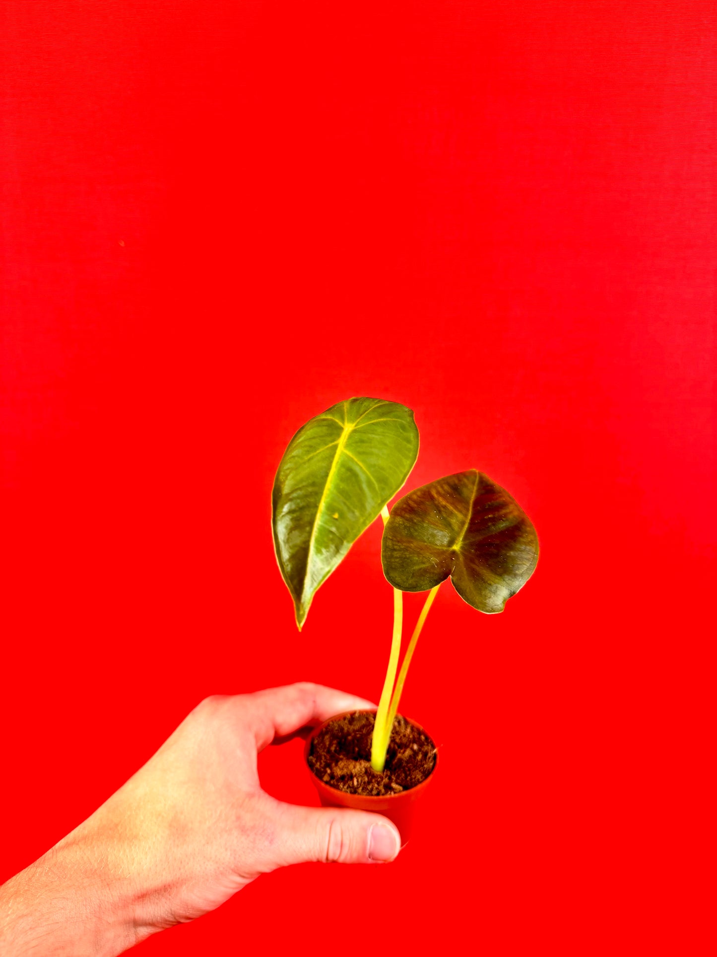 Alocasia micholitziana Frydek (s) - LUplnts