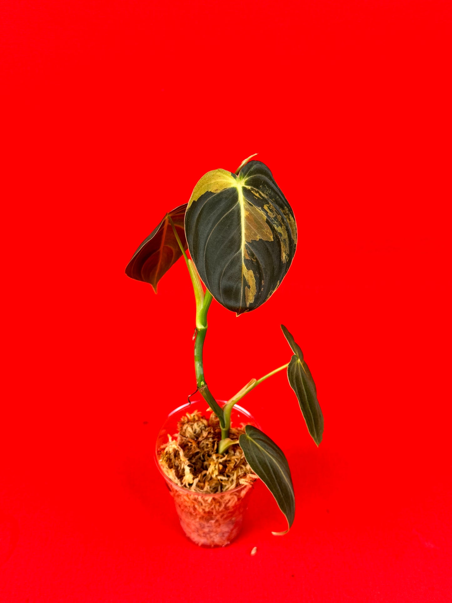 Philodendron Melanochrysum Variegata - LUplnts