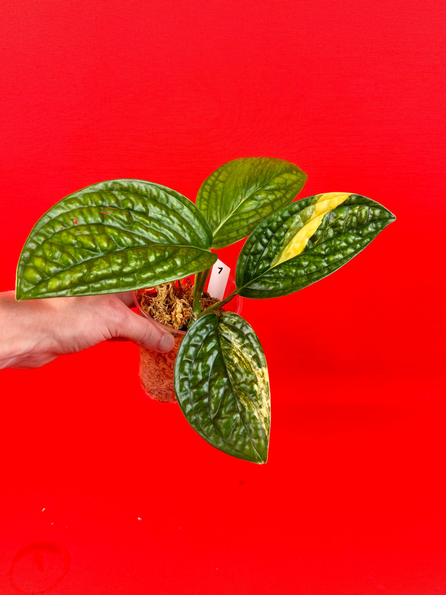 Monstera Peru variegata - LUplnts