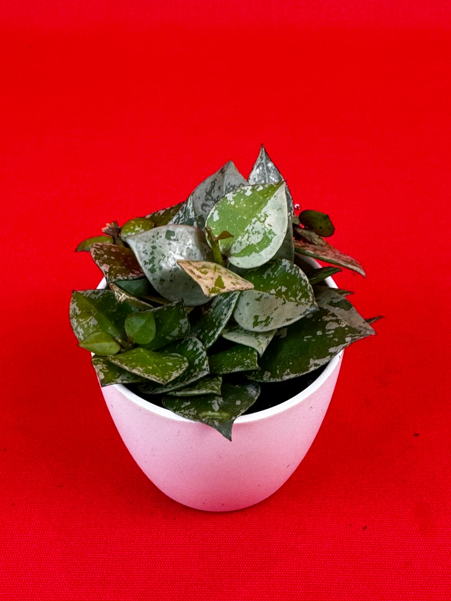 Hoya krohniana 'Eskimo' (s) - LUplnts
