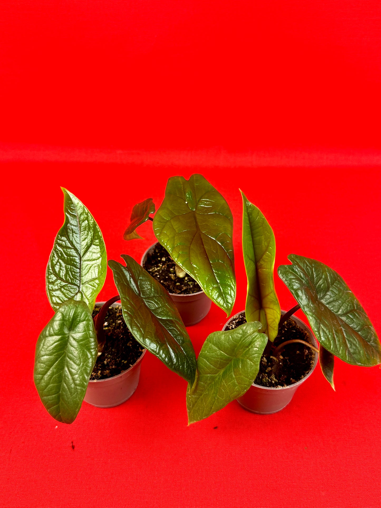 Alocasia Scalprum (s) - LUplnts