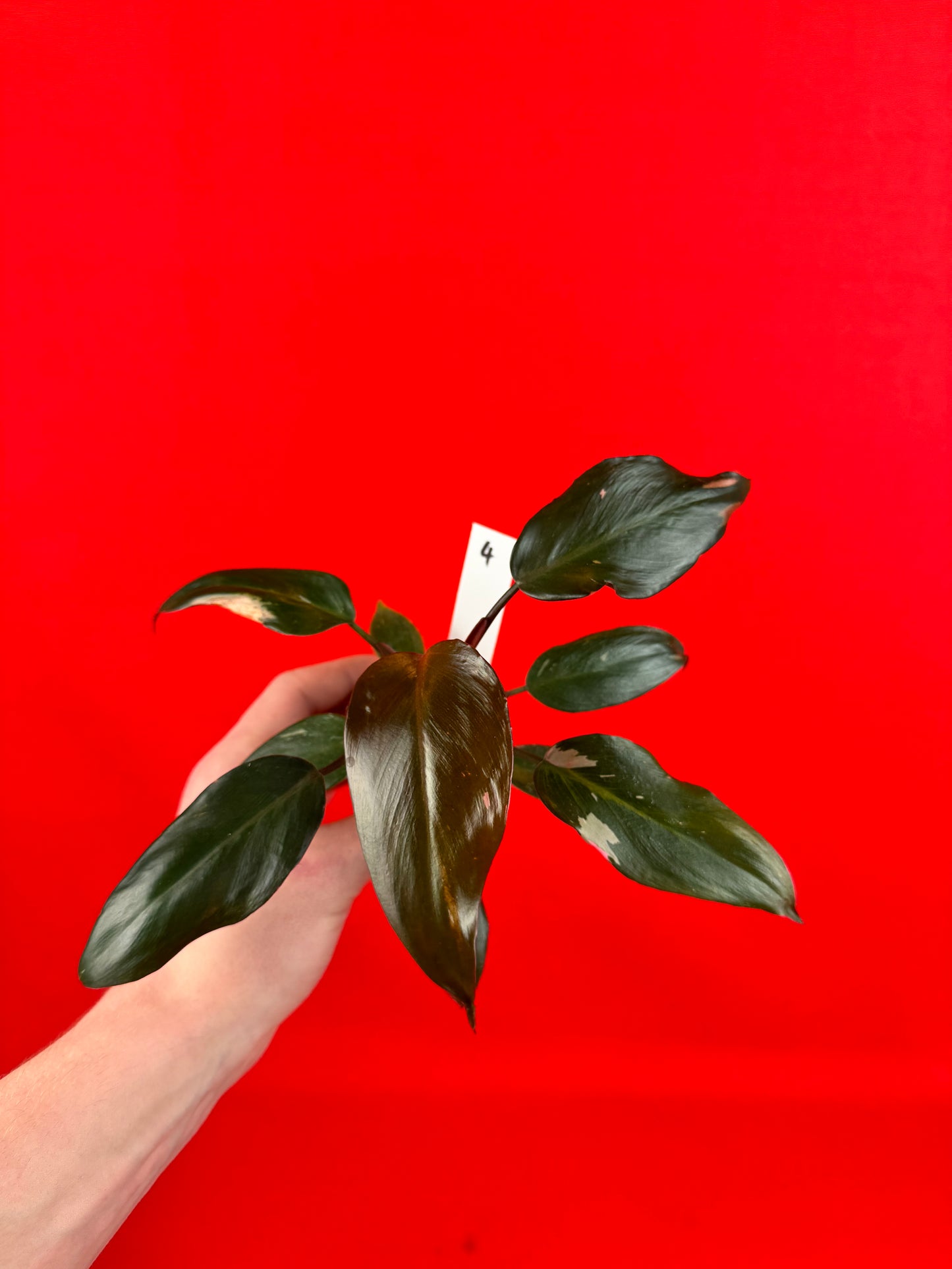 Philodendron Pink Princess (s) - LUplnts