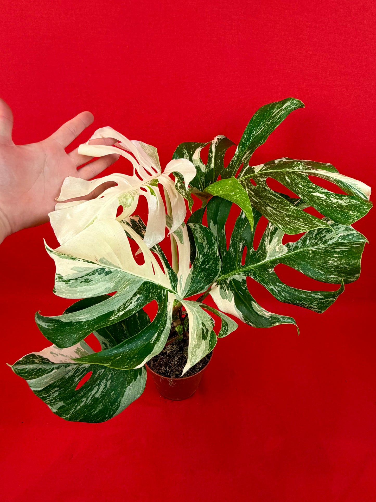 Monstera Deliciosa Variegata (L)