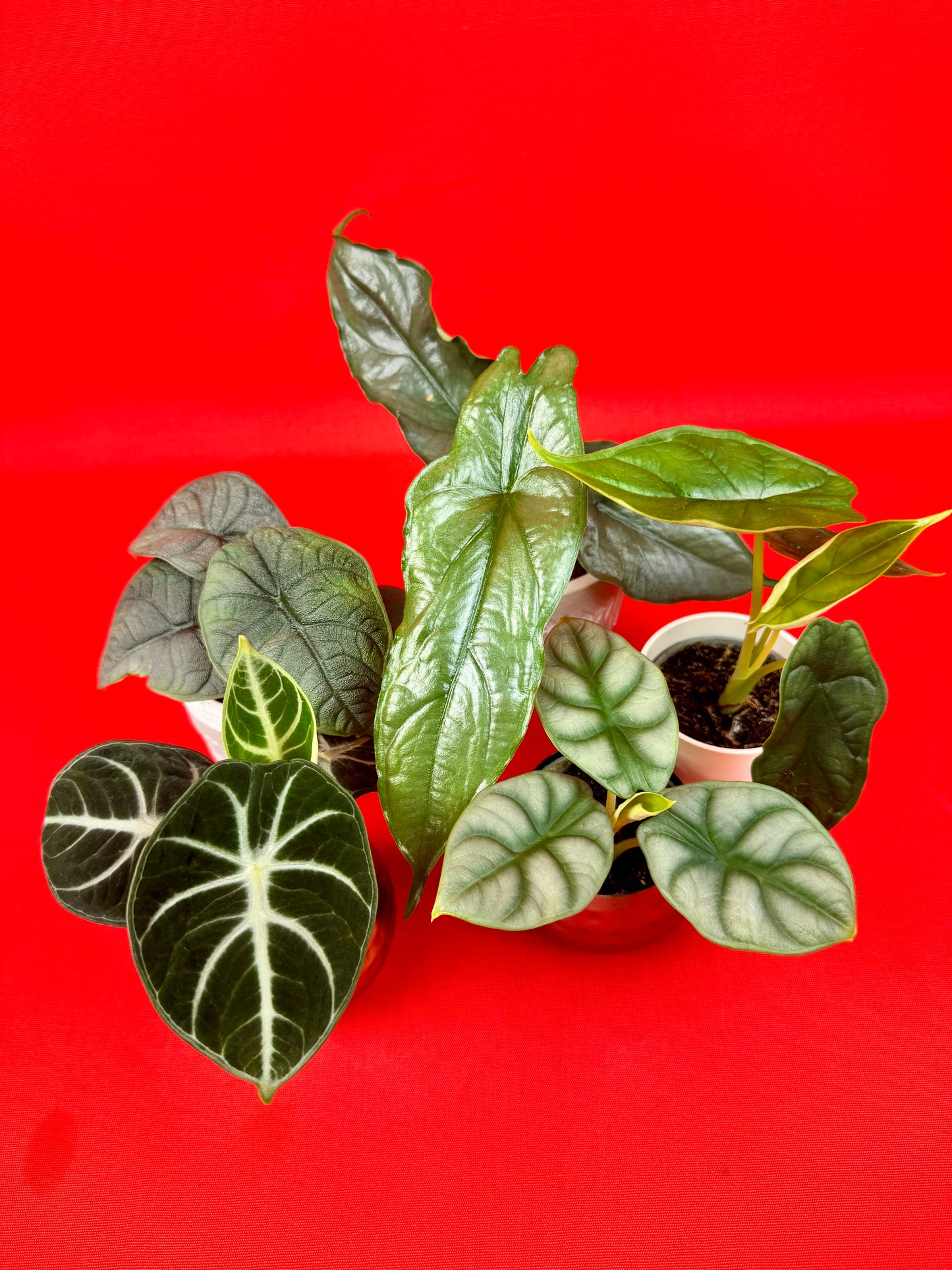 Alocasia Bundle (s)