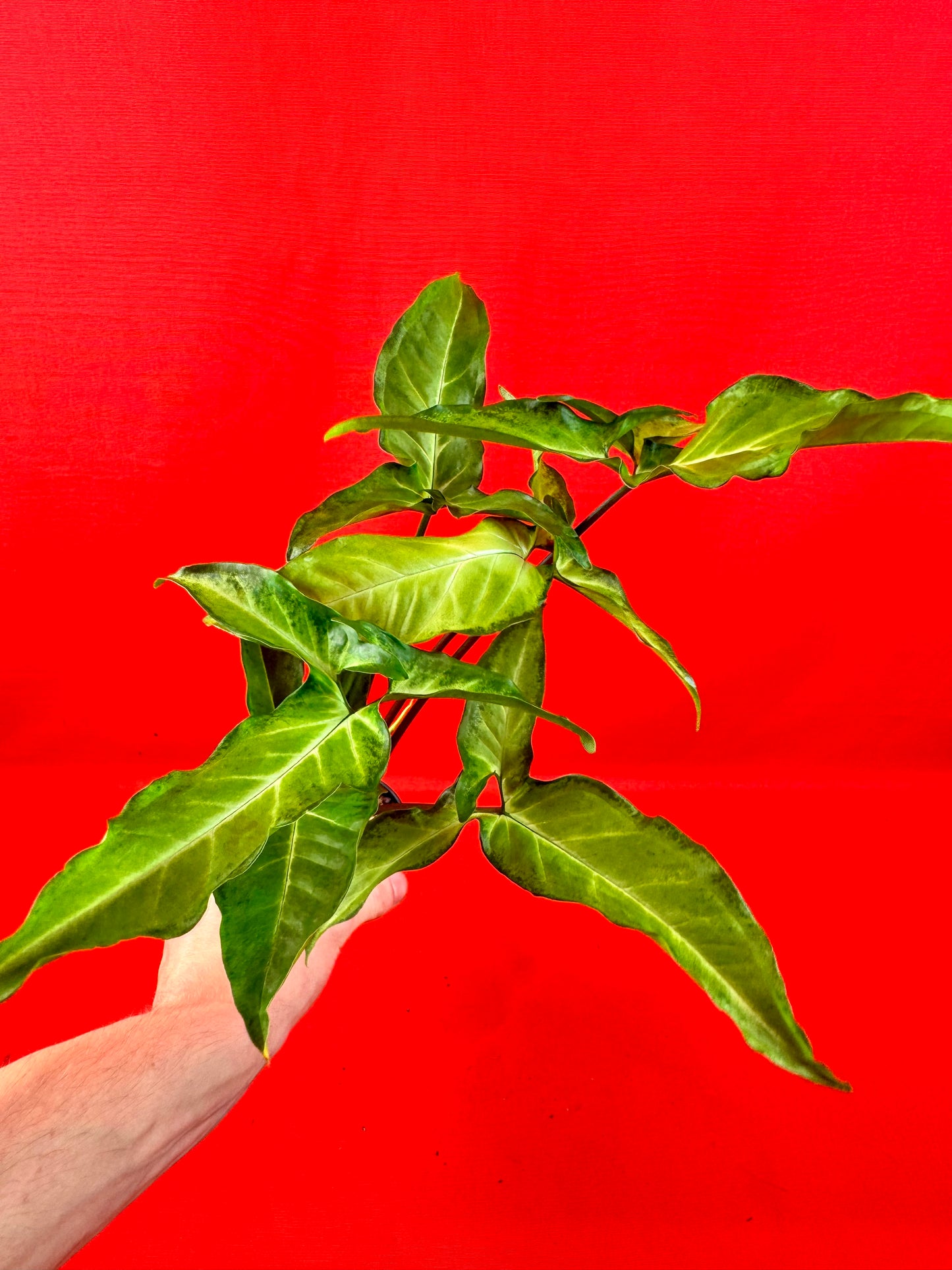 Syngonium Angustatum (reverted) - LUplnts
