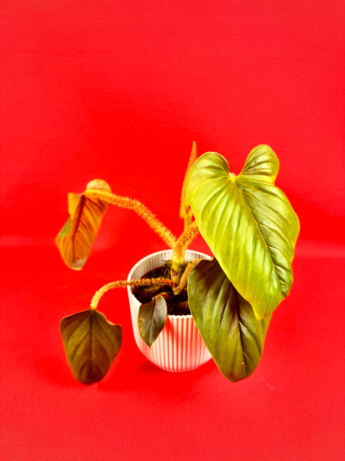 Philodendron Serpens - LUplnts