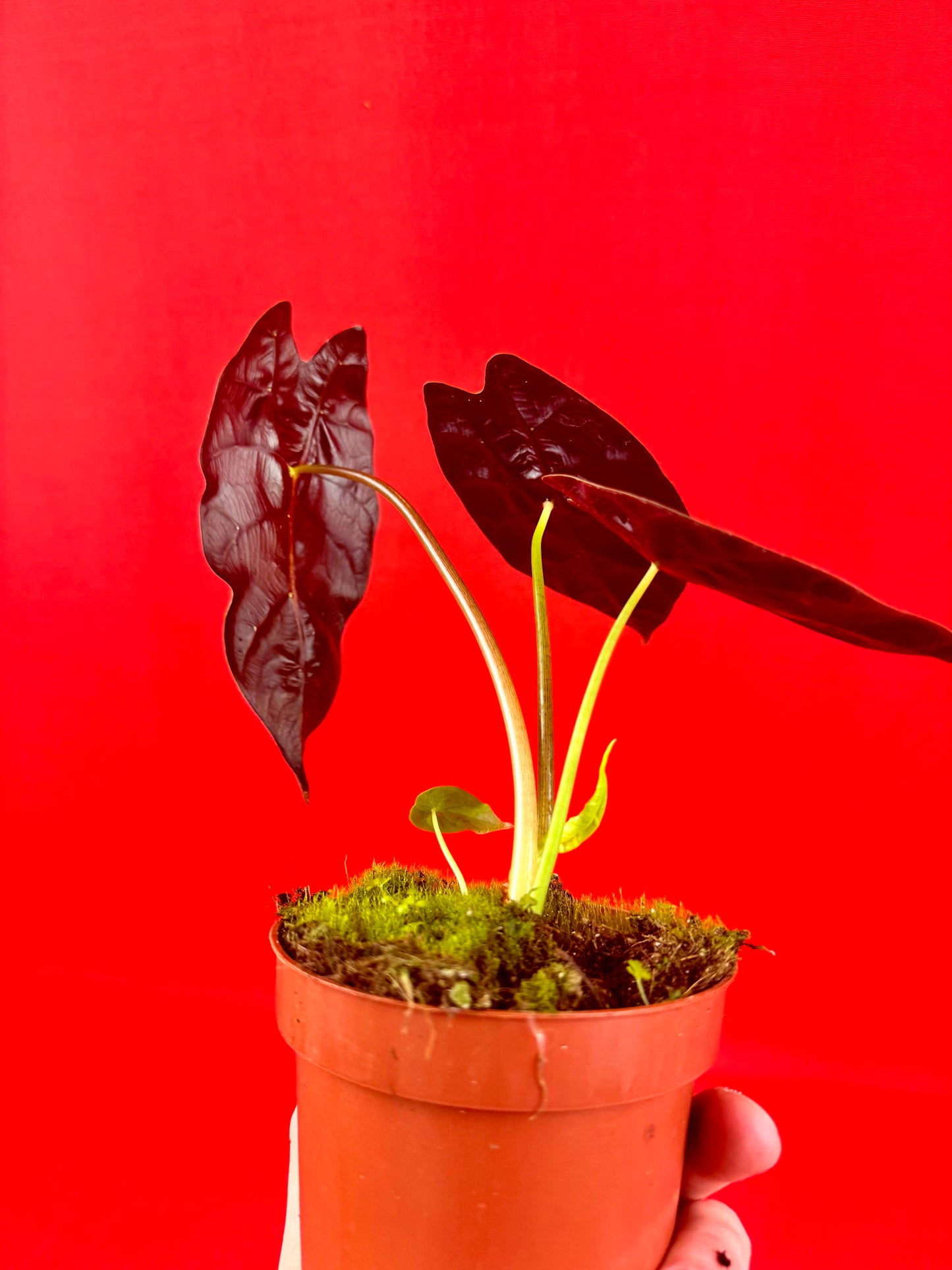 Alocasia wataonia ‘Big Form’ - LUplnts