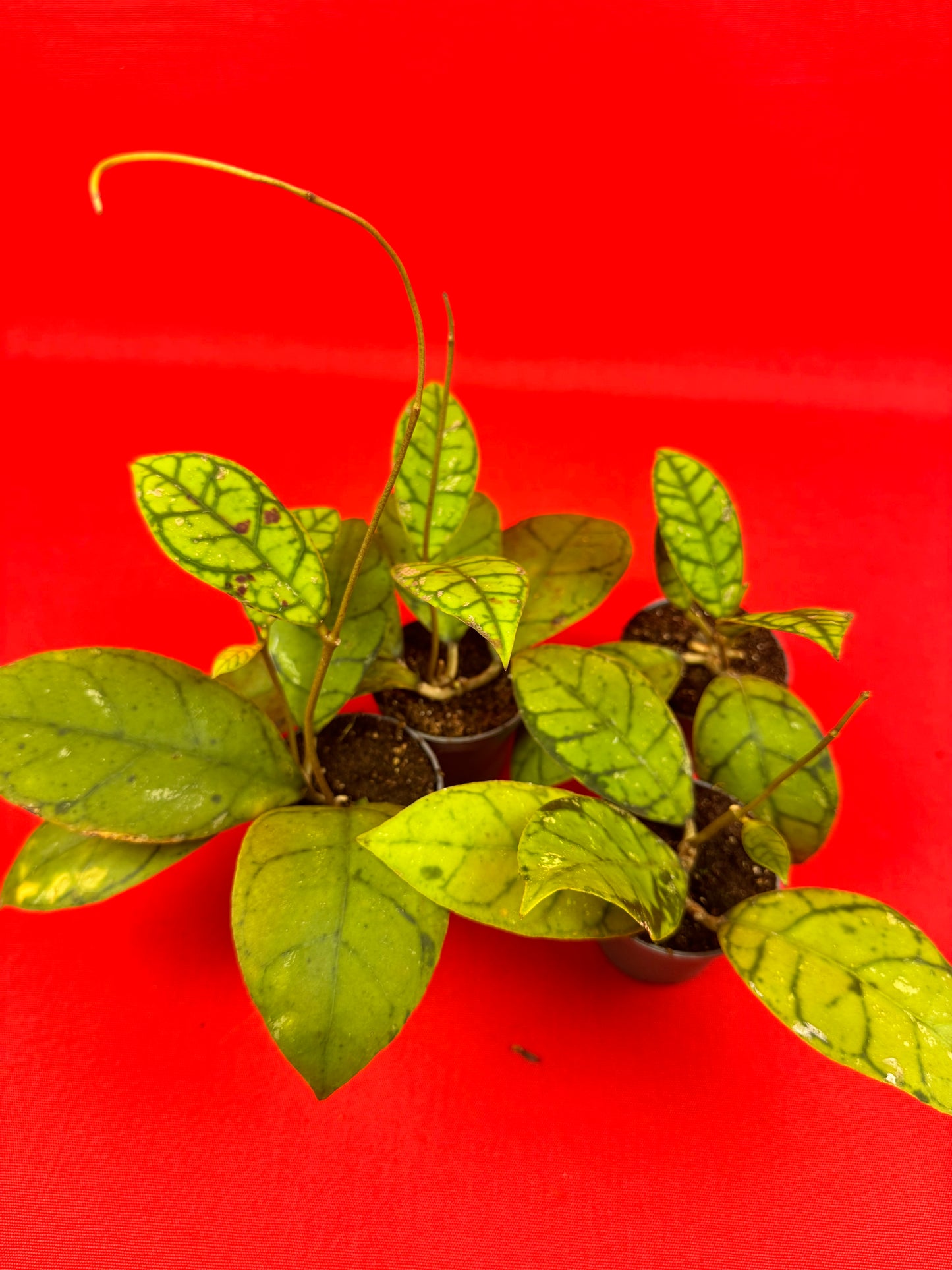 Hoya callistophylla (s) - LUplnts