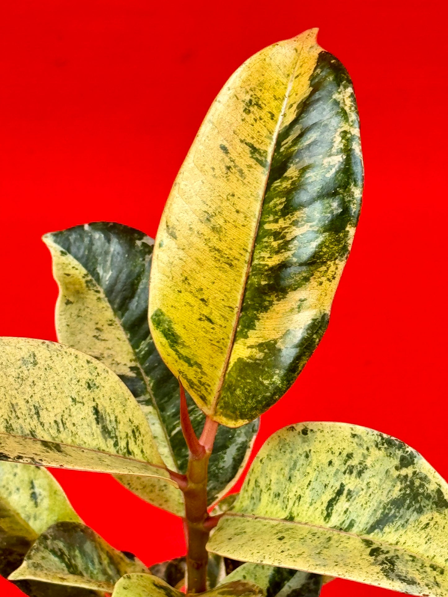 Ficus Schrijveriana Moonshine (s) - LUplnts