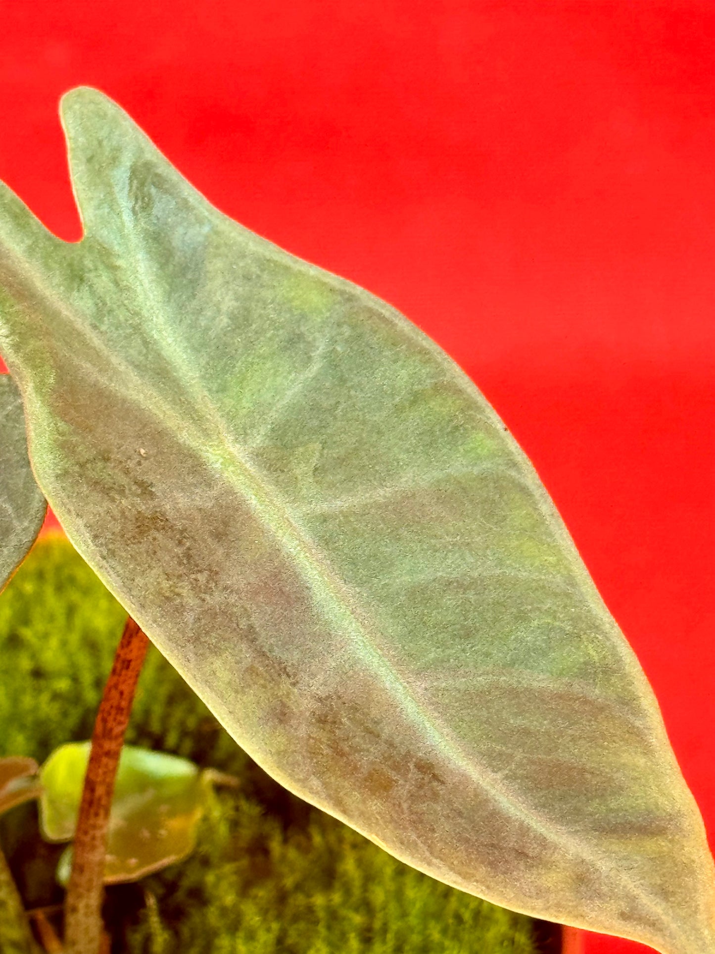 Alocasia longiloba SILVER - LUplnts