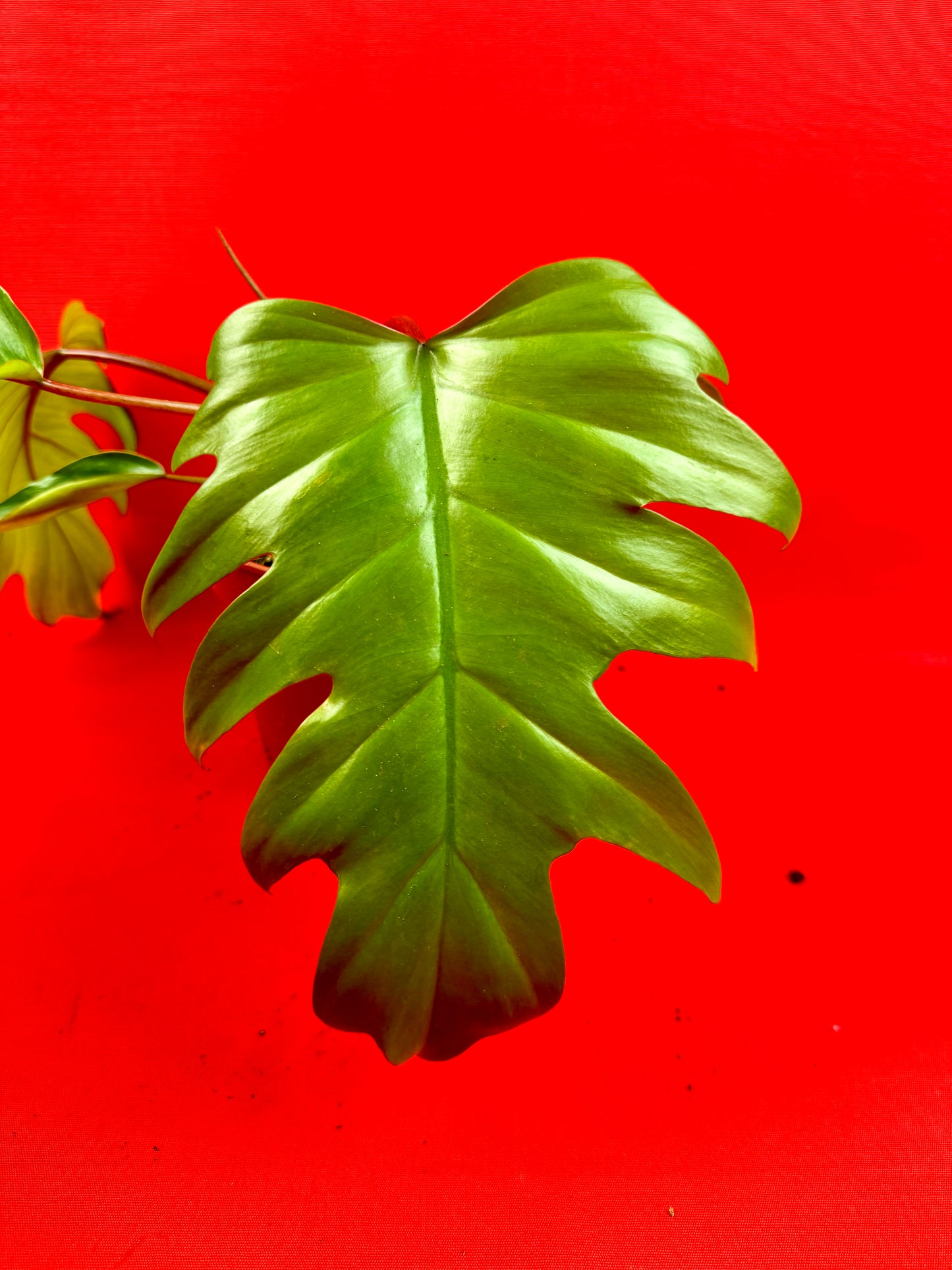 Philodendron Mayoi - LUplnts