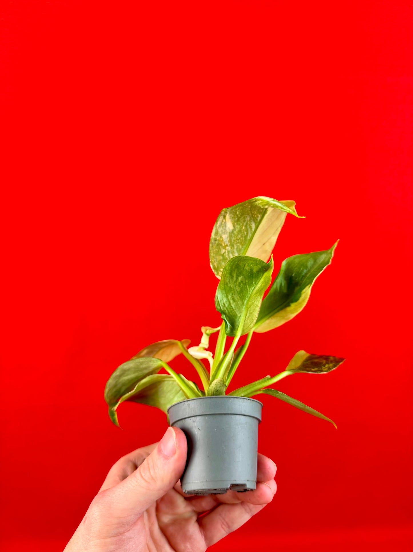 Philodendron 'Jose Buono' (s) - LUplnts