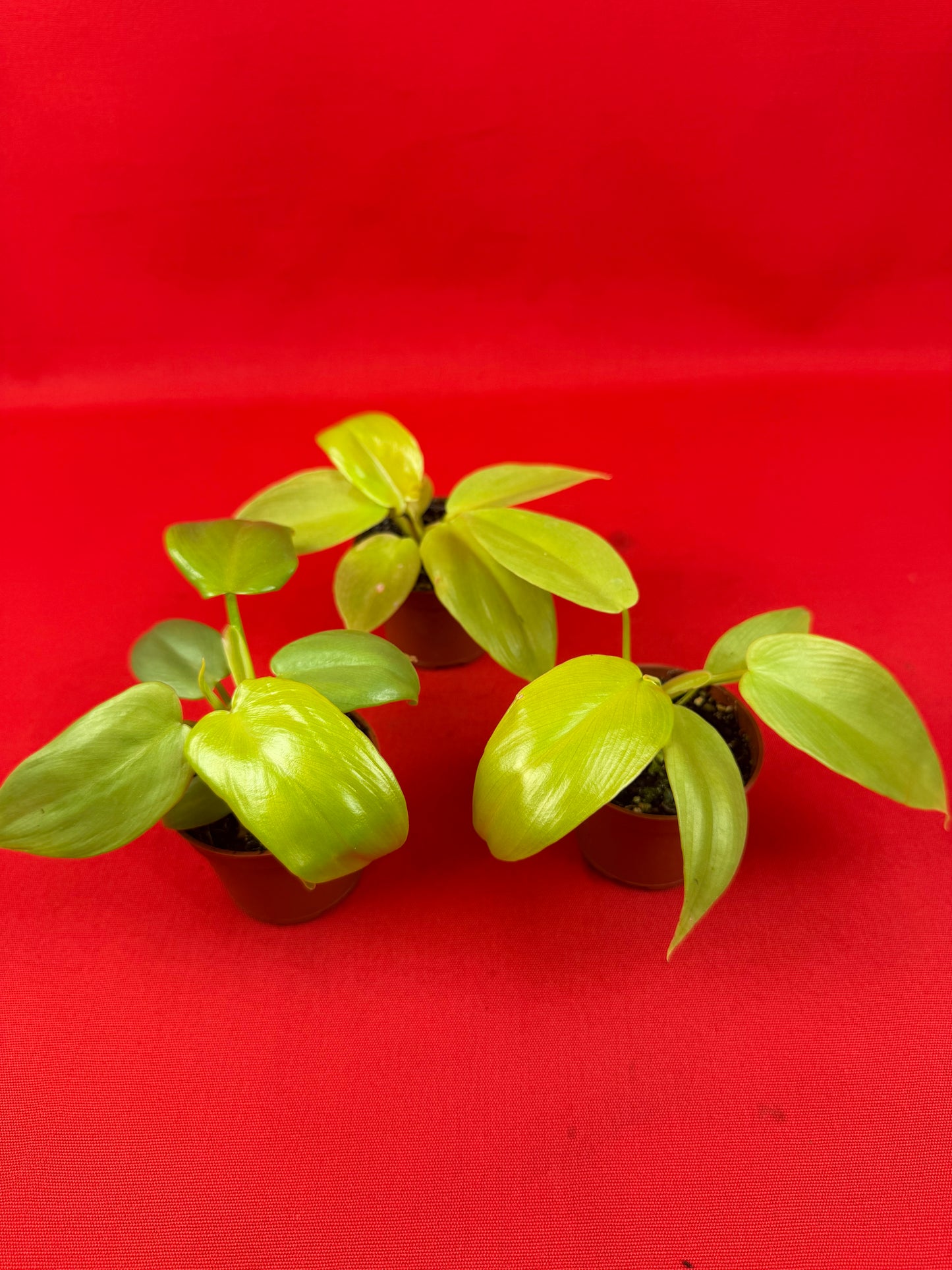 Philodendron 'Ceylon Gold' (s) - LUplnts