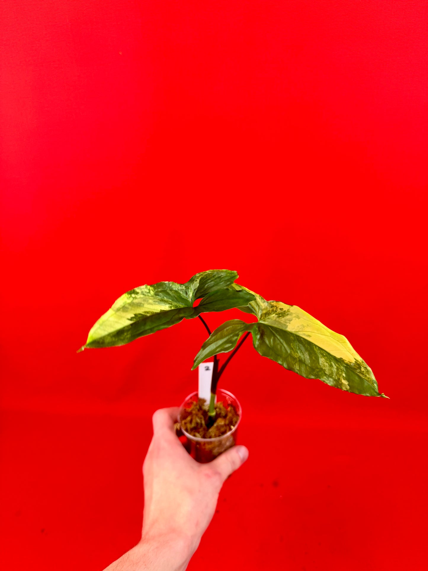 Syngonium Variegata (s) - LUplnts