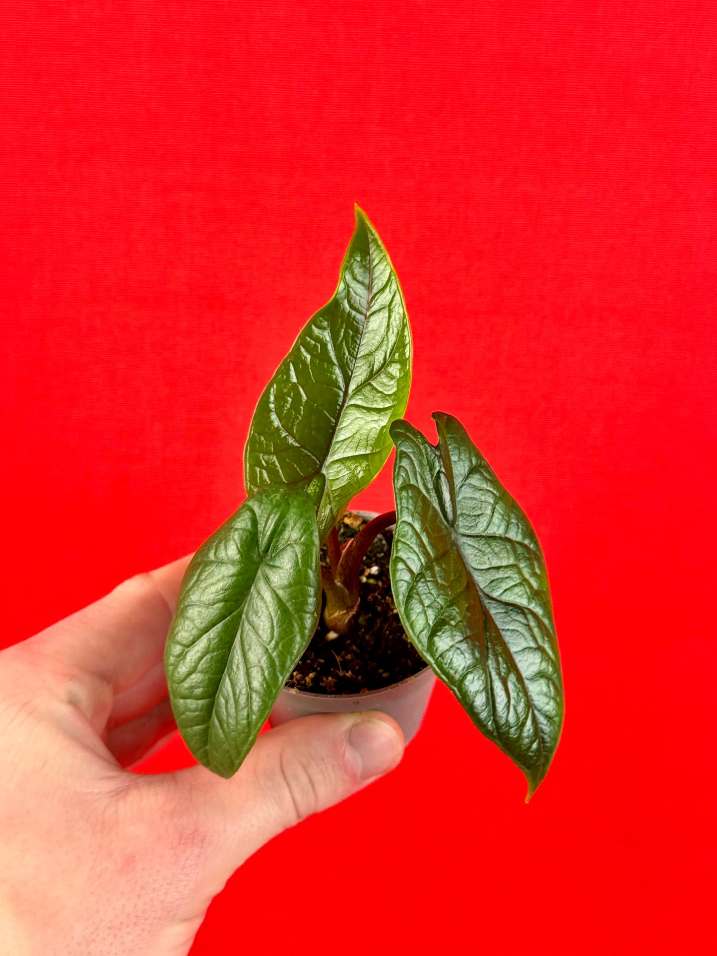 Alocasia Scalprum (s) - LUplnts