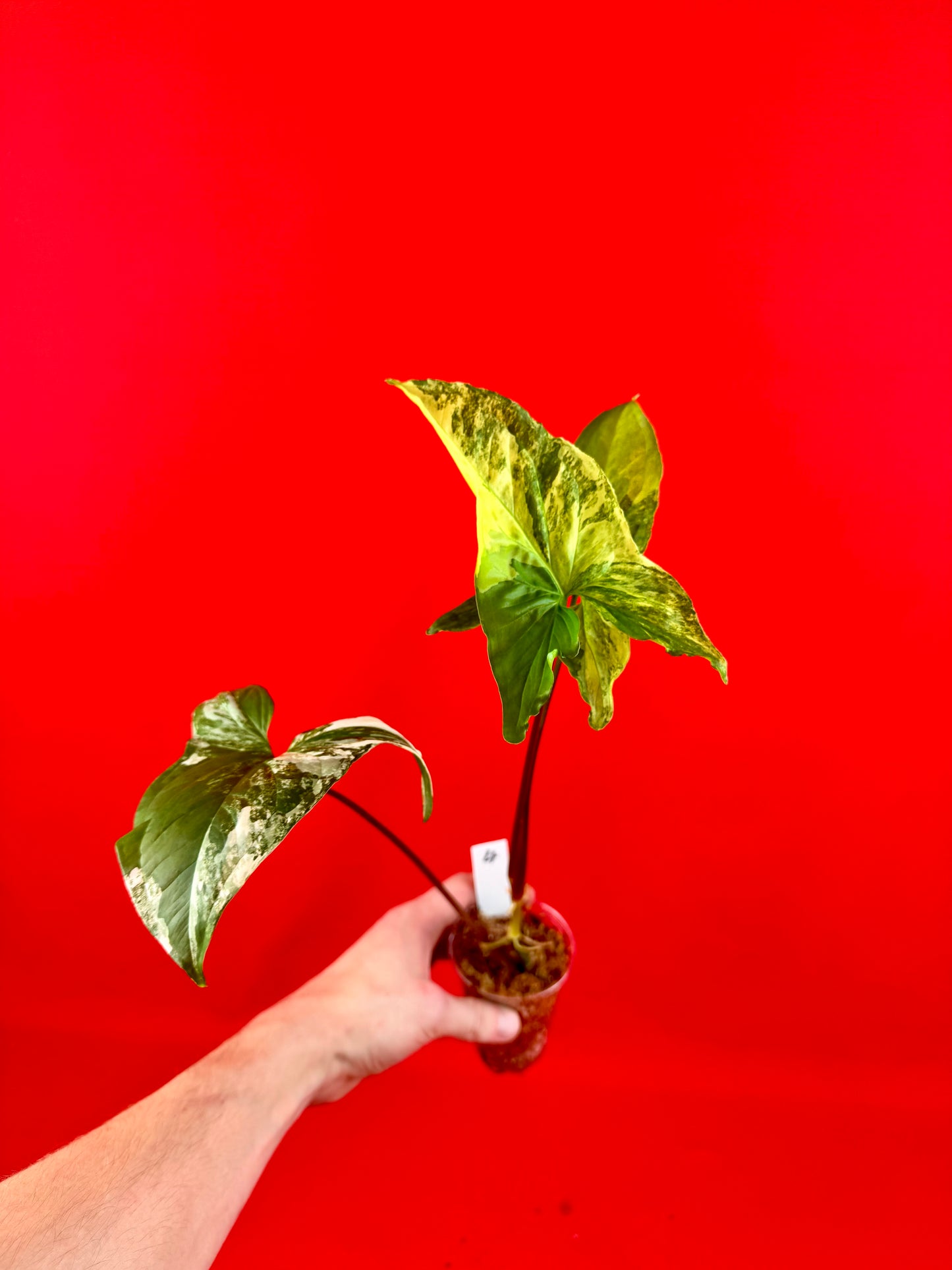Syngonium Variegata (s) - LUplnts