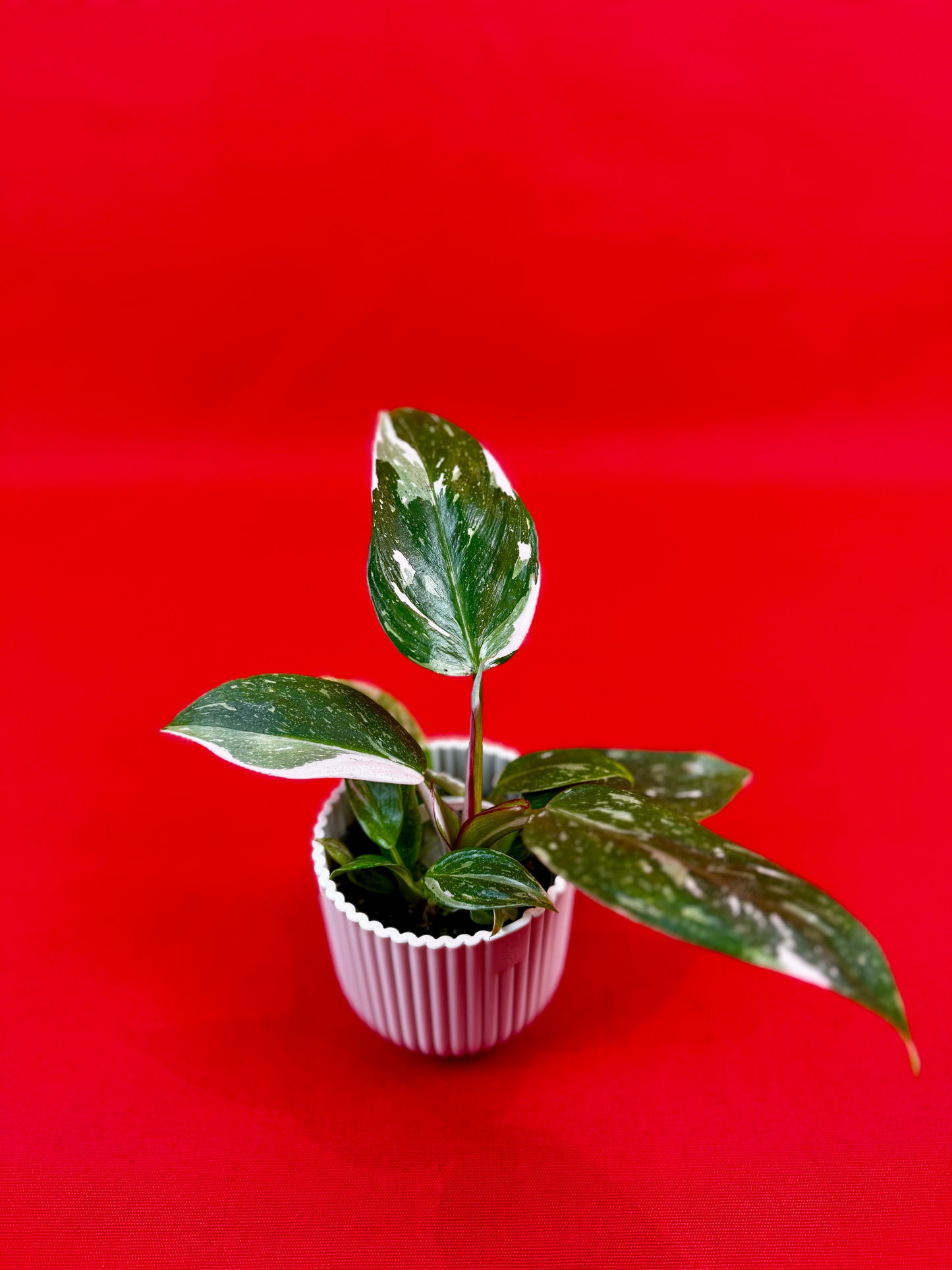 Philodendron 'White Princess' (s) - LUplnts
