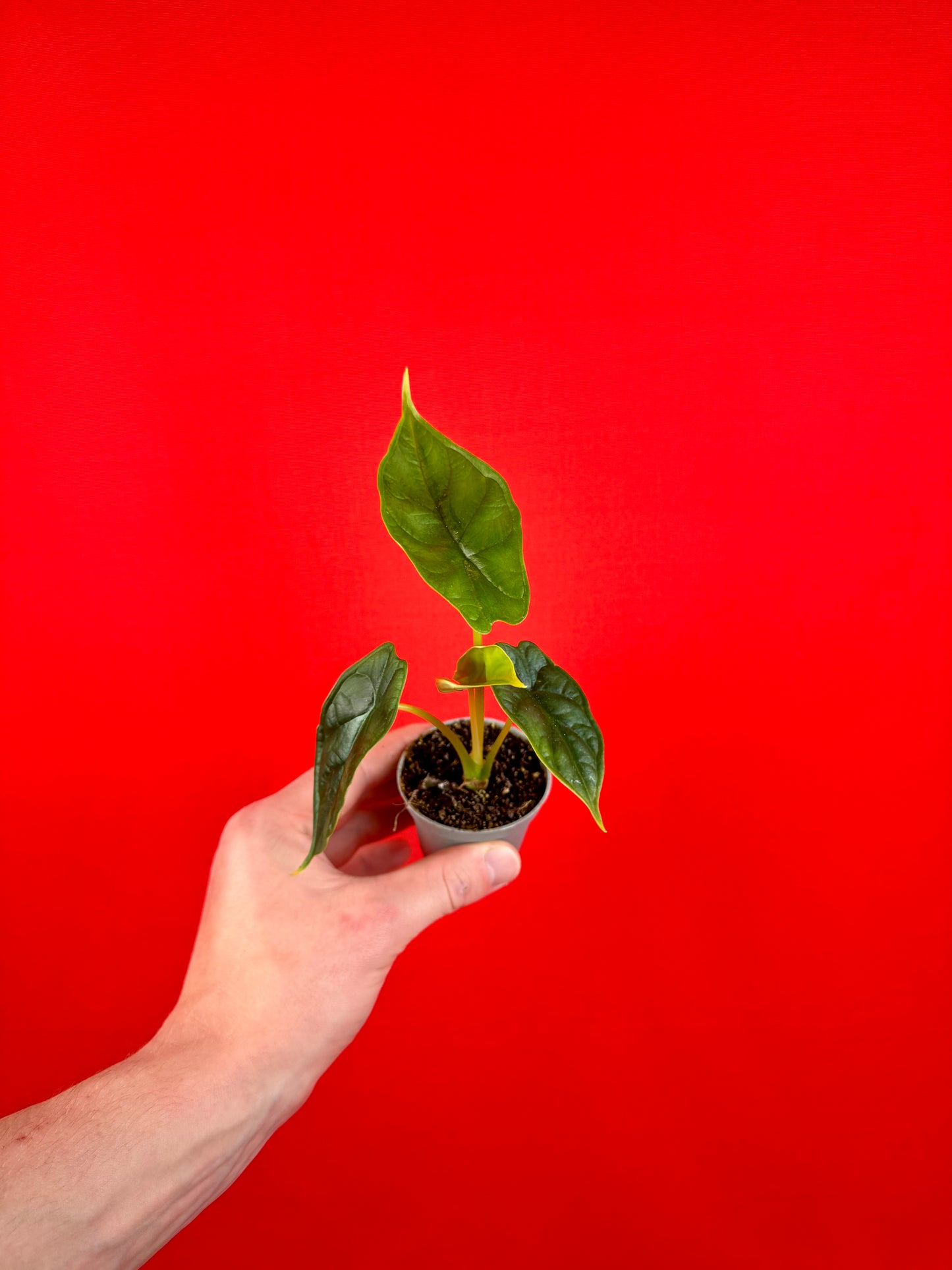 Alocasia Bundle (s)