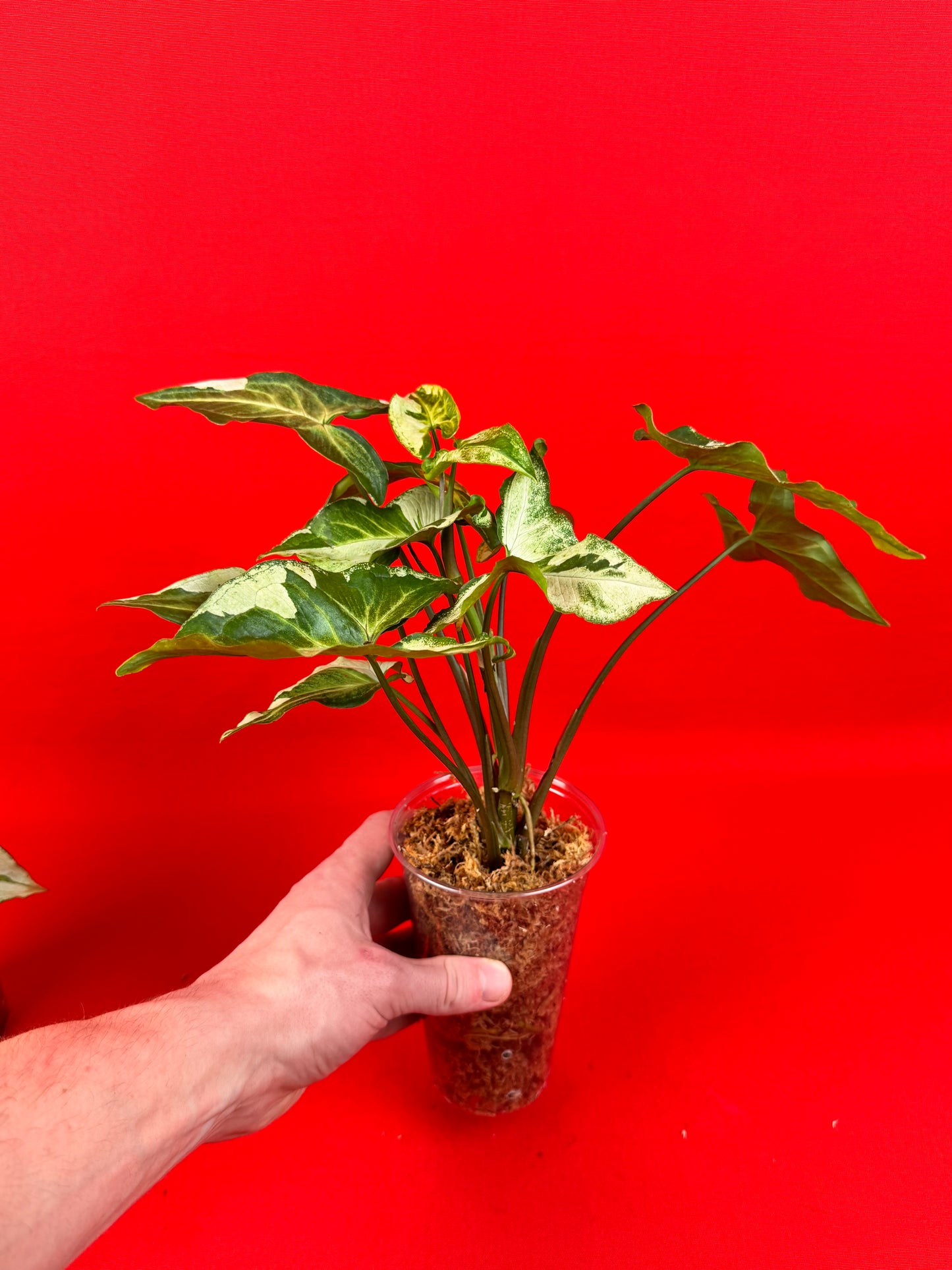 Syngonium Three Kings - LUplnts